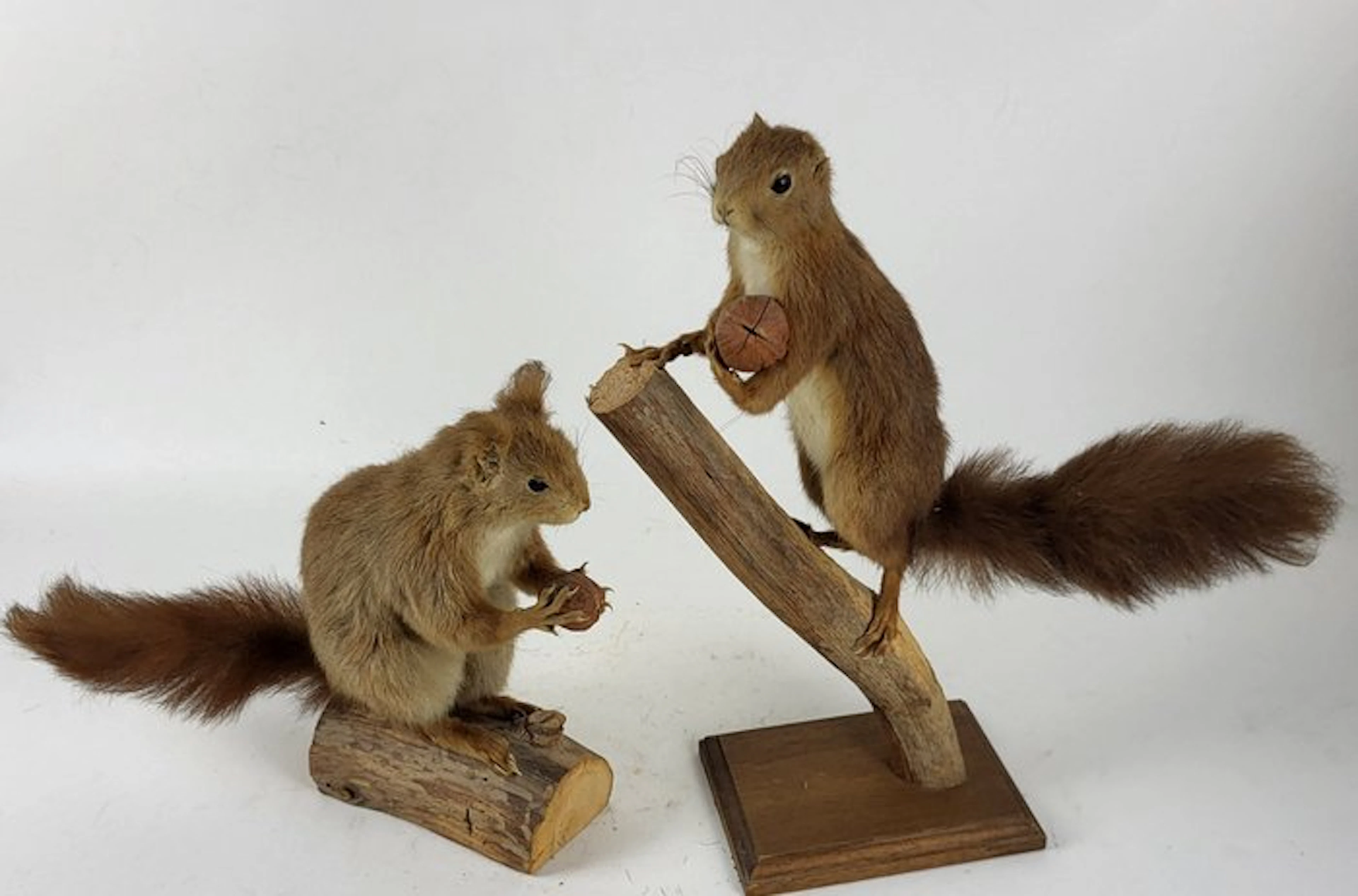 Squirrel Taxidermy full body mount - Sciurus vulgaris...