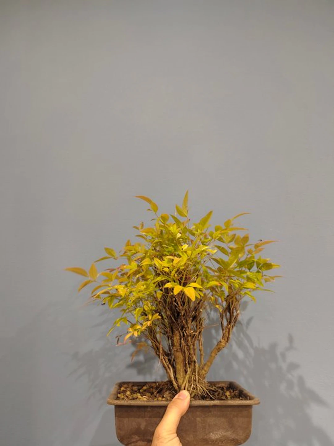 Nandina bonsai - Height (Tree): 30 cm - Depth (Tree): 20 cm - Italy