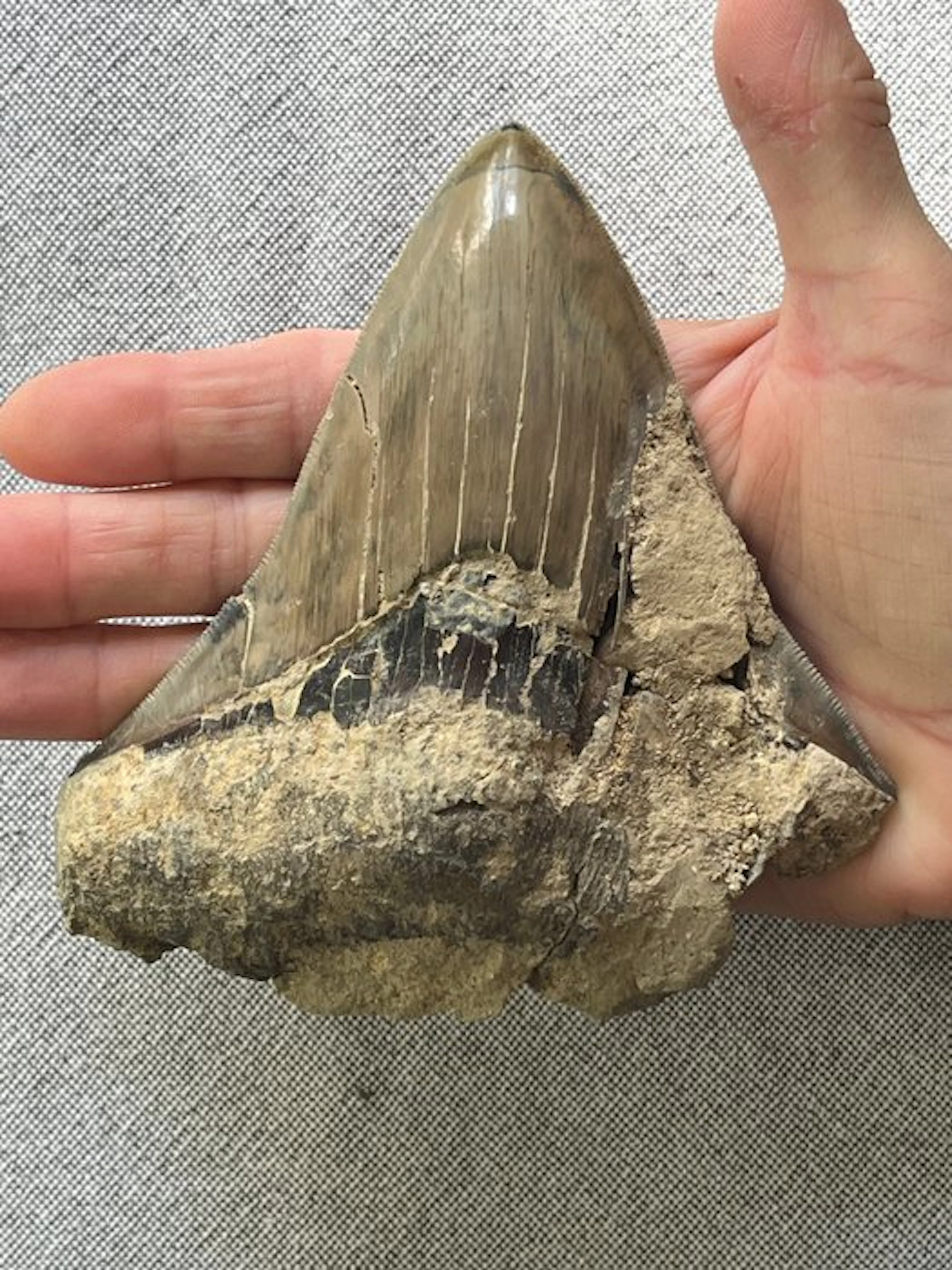 Huge Megalodon tooth 13,0 cm - Fossil tooth...