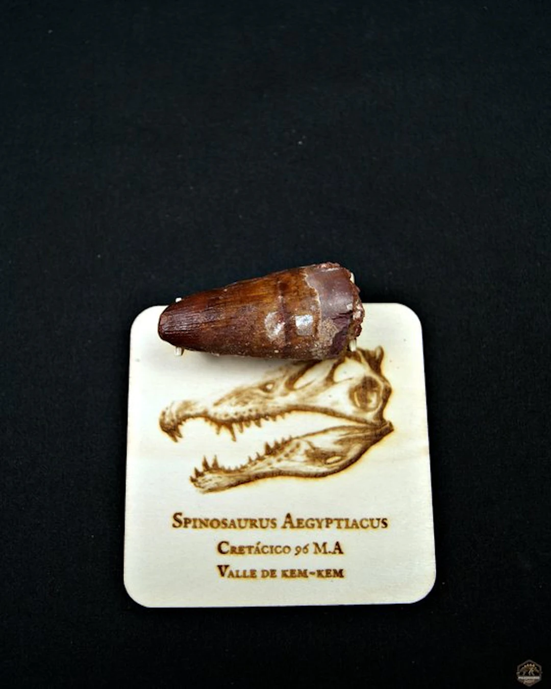 Spinosaur - Fossilised tusk - Spinosaurus aegyptiacus (No reserve price)