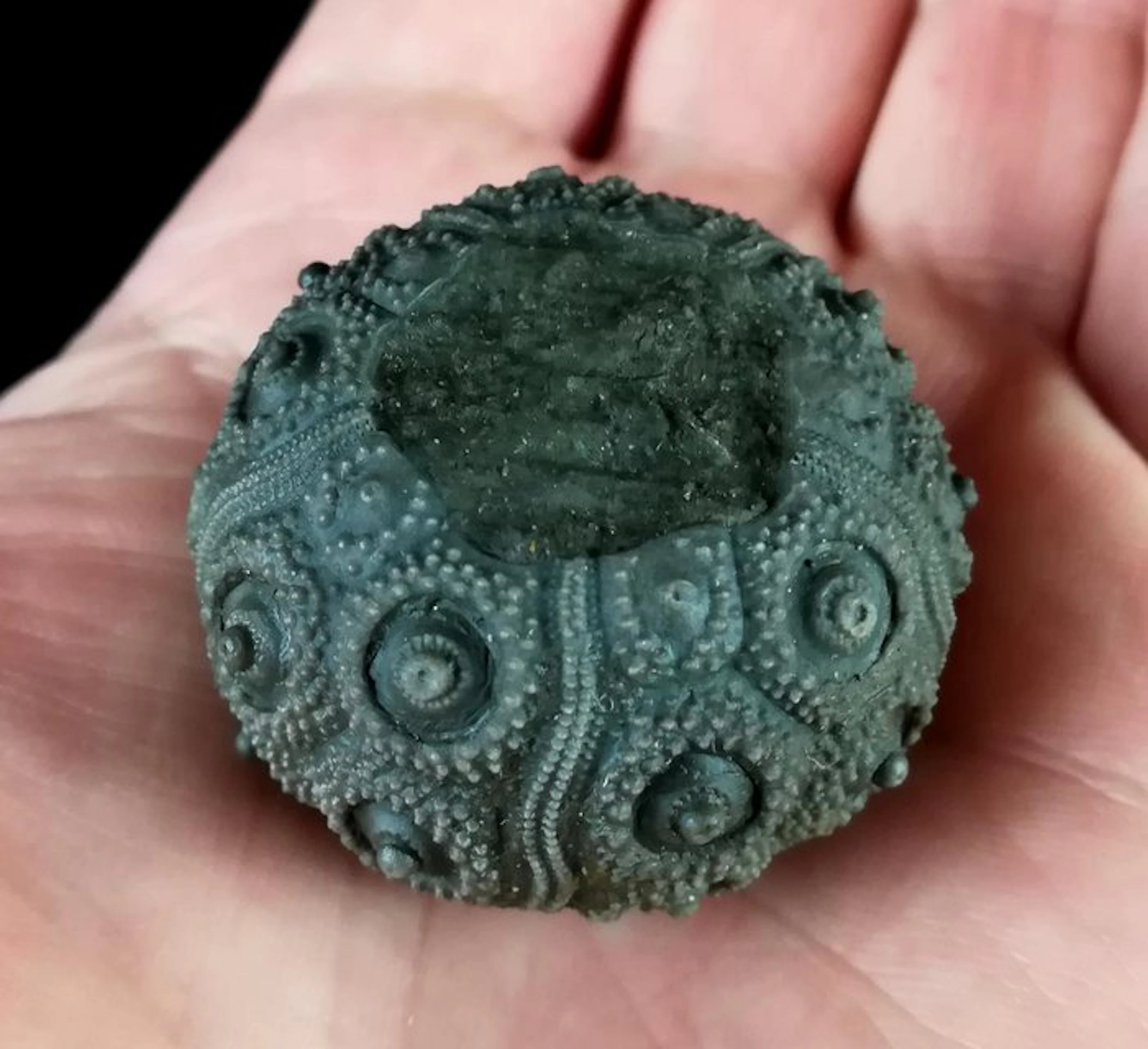 Impressive sea urchin !!! - Exceptional size in this species