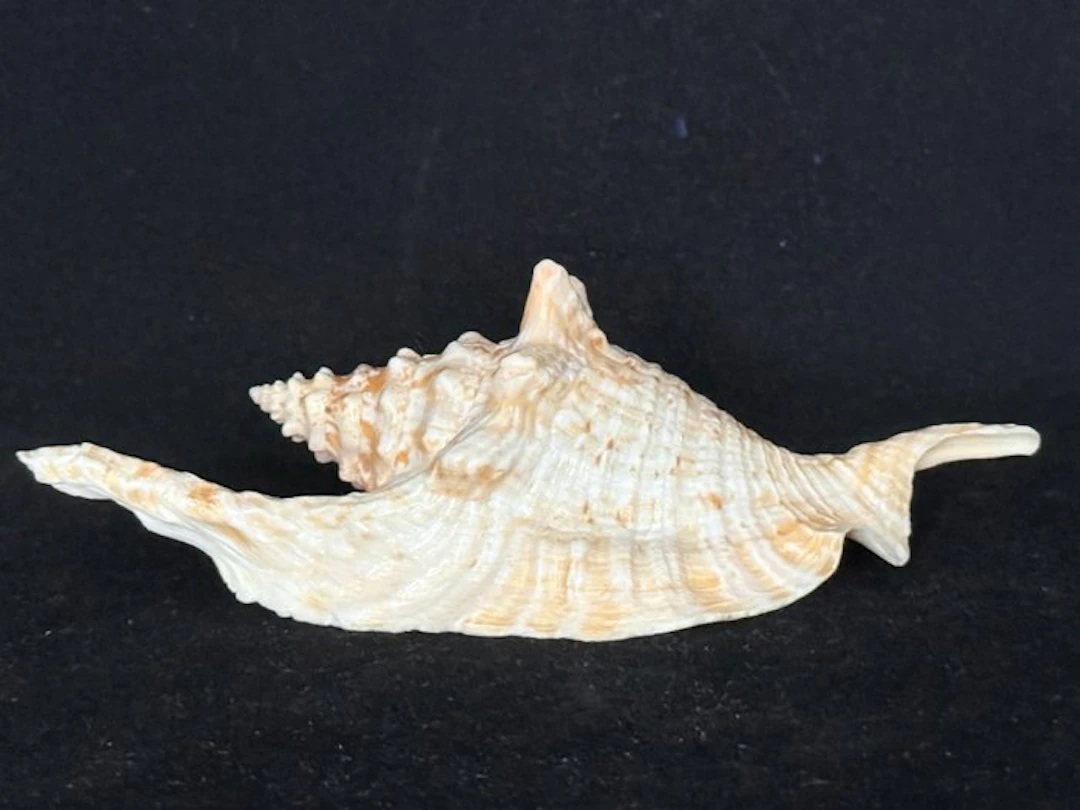 Sea Snail Sea shell - S-607 STROMBUS GALLUS (No reserve price)