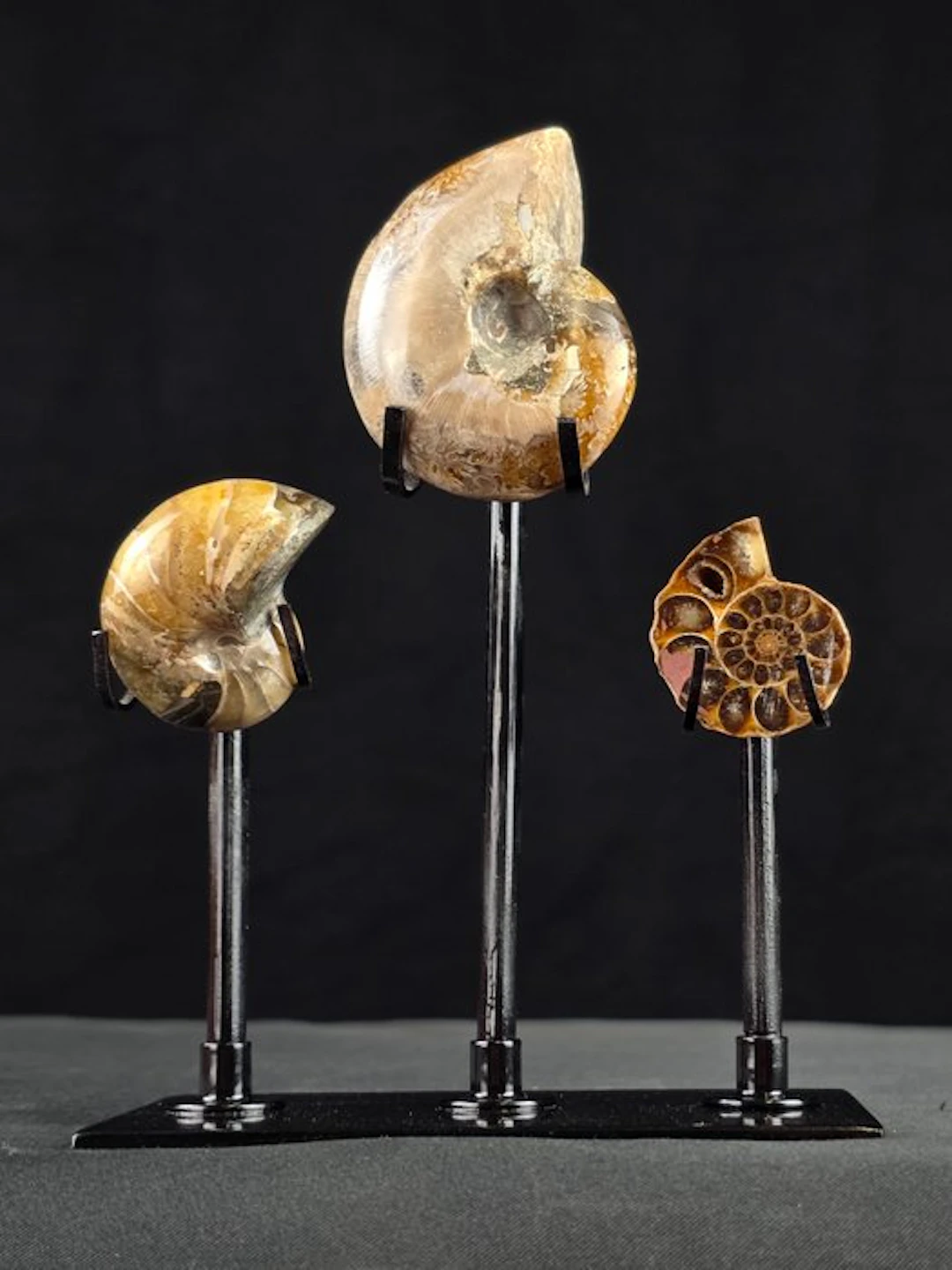 Fossilised animal - Decorative Collection of 2 Ammonite...