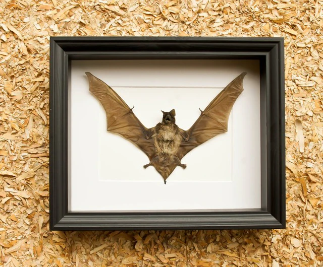 Bat Taxidermy full body mount - Otomops formosus - 23.5...