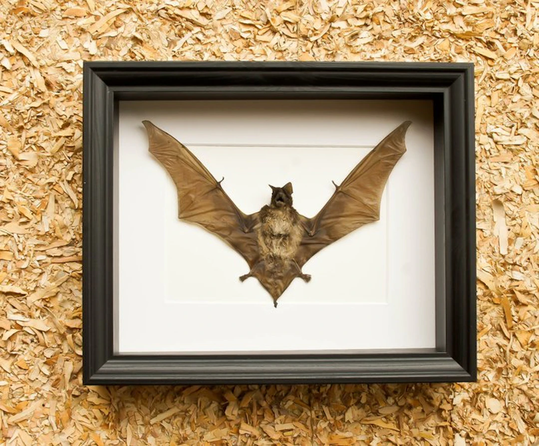 Bat Taxidermy full body mount - Otomops formosus - 23.5...