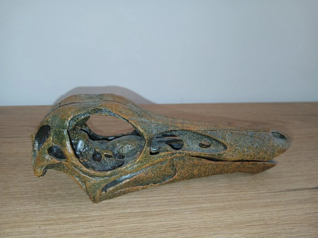 Gallimimus skull replica