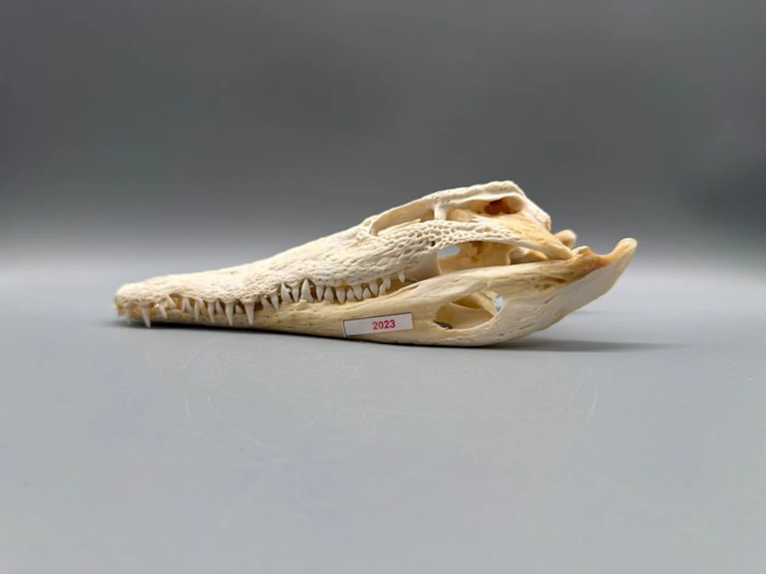 Nile Crocodile Skull - Crocodylus niloticus - 7 cm - 11...