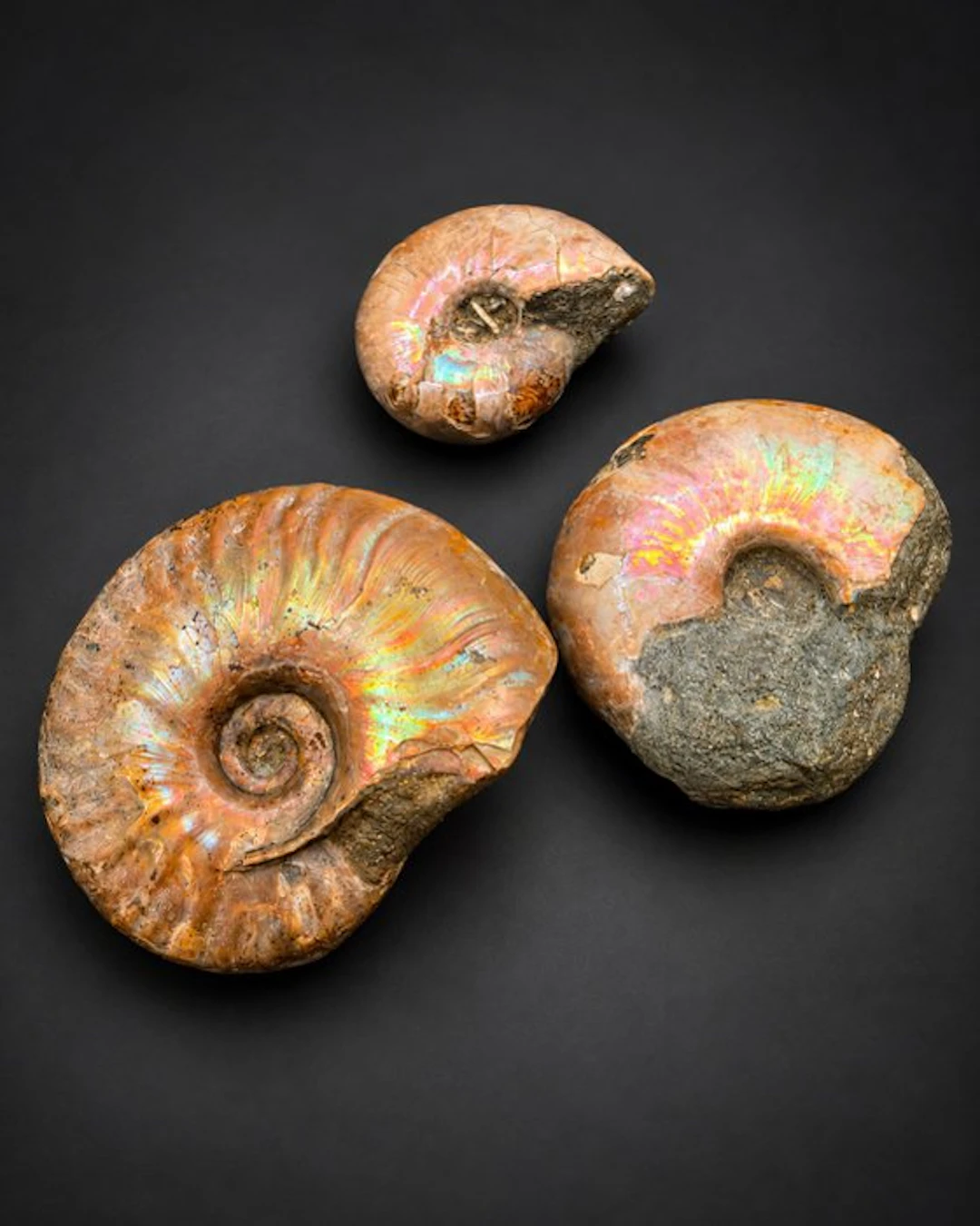 Spectacular Set of 3 Iridescent Cleoniceras Ammonites...