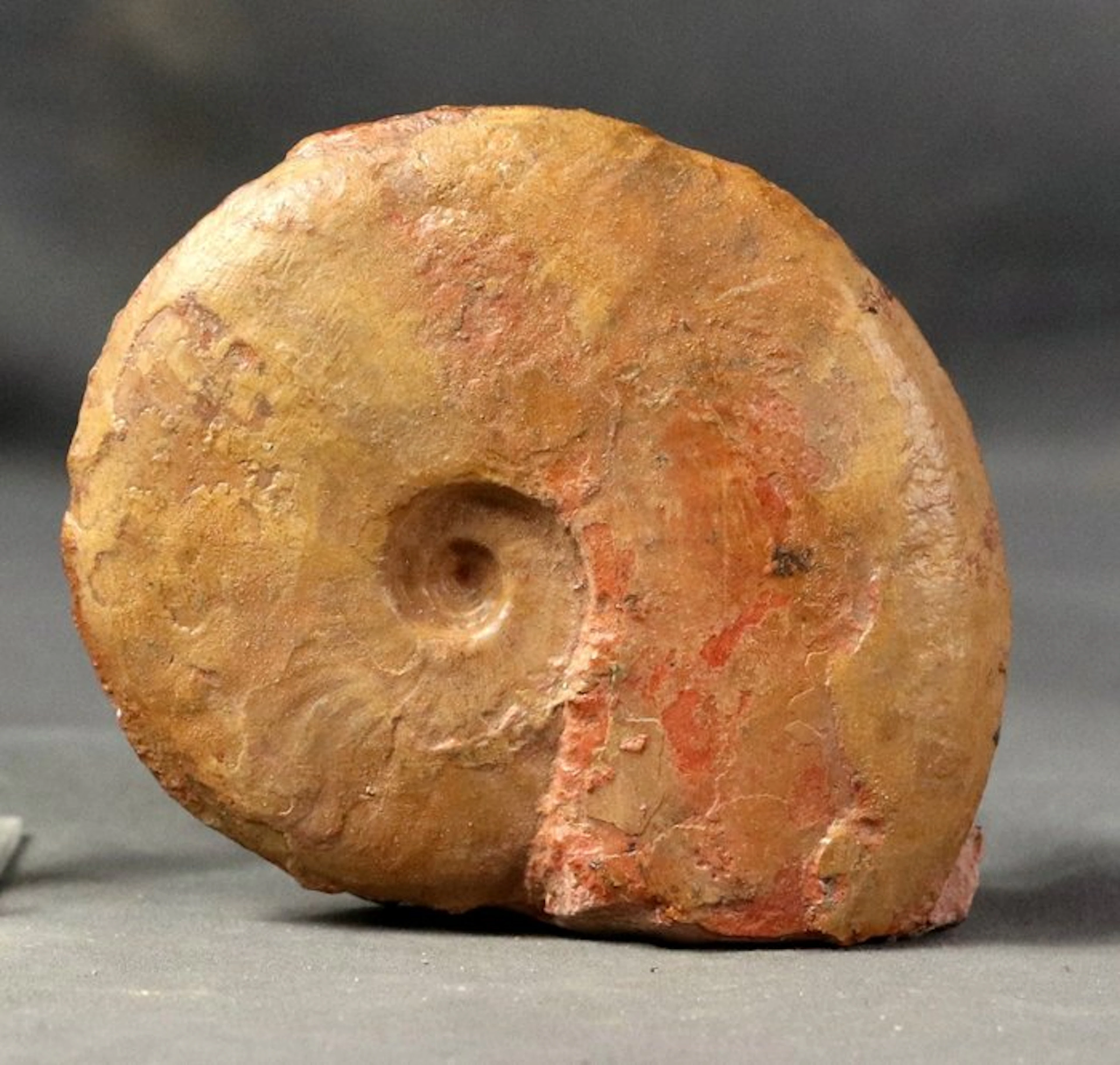 Fine and Colorful Jurassic ammonite - Self standing...