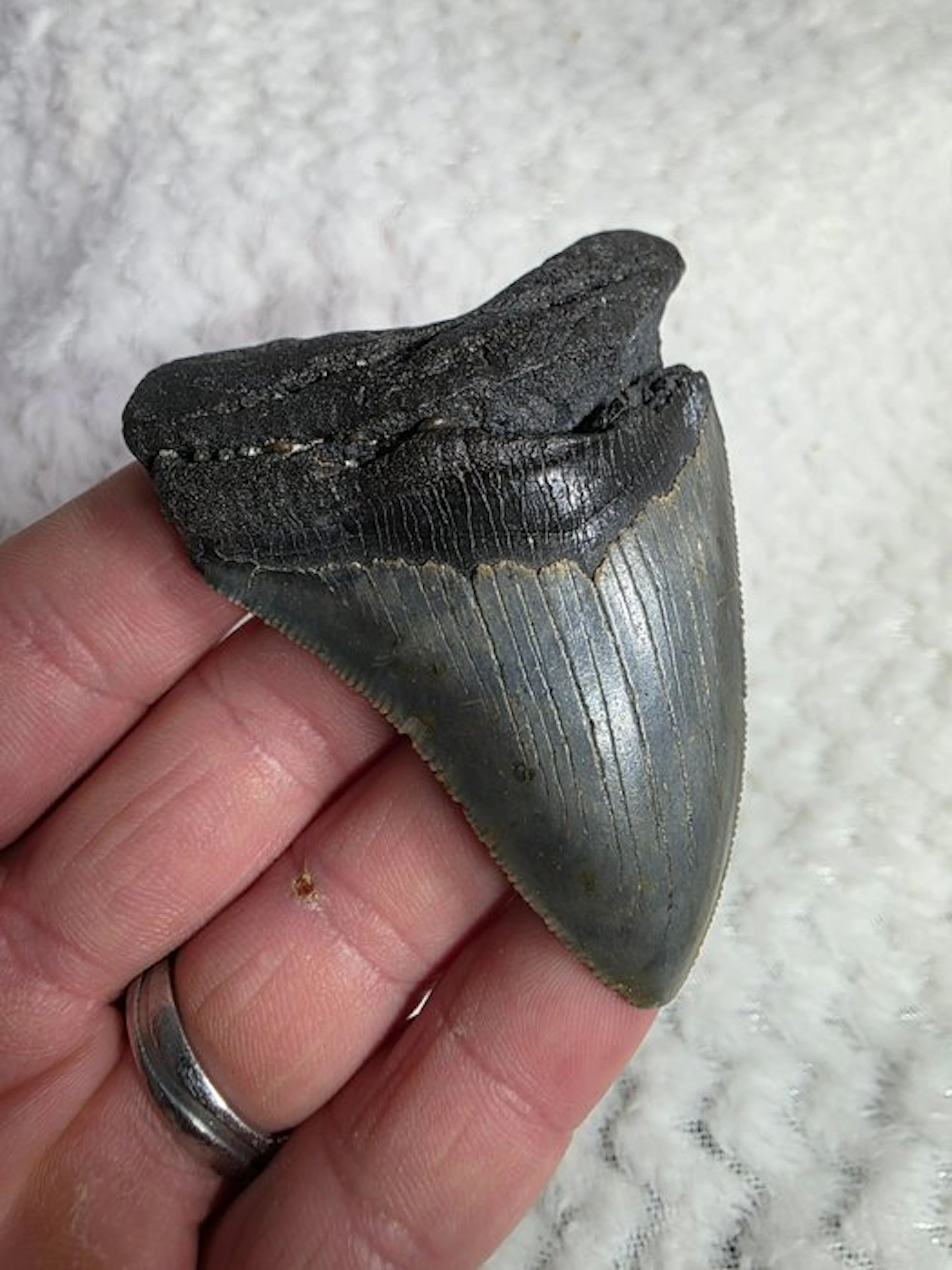 Megalodon tooth — no reserve price - Fossil tooth...