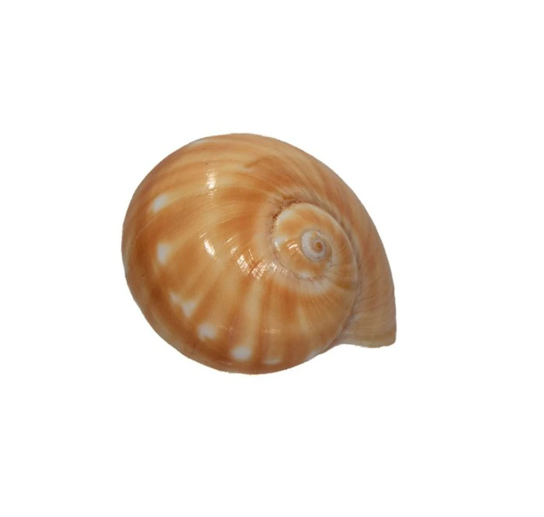 Tanea areolata (40mm) - Rare GIANT SIZE - Exceptional GEM...