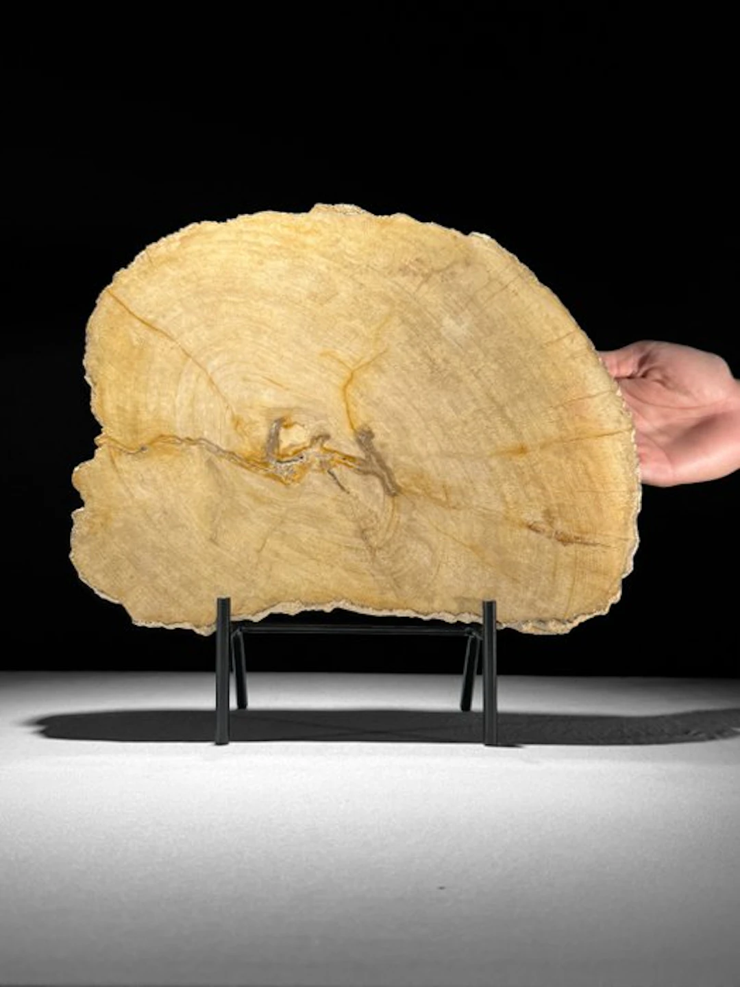 C - Beautiful Large Slice of Petrified Wood on a custom...