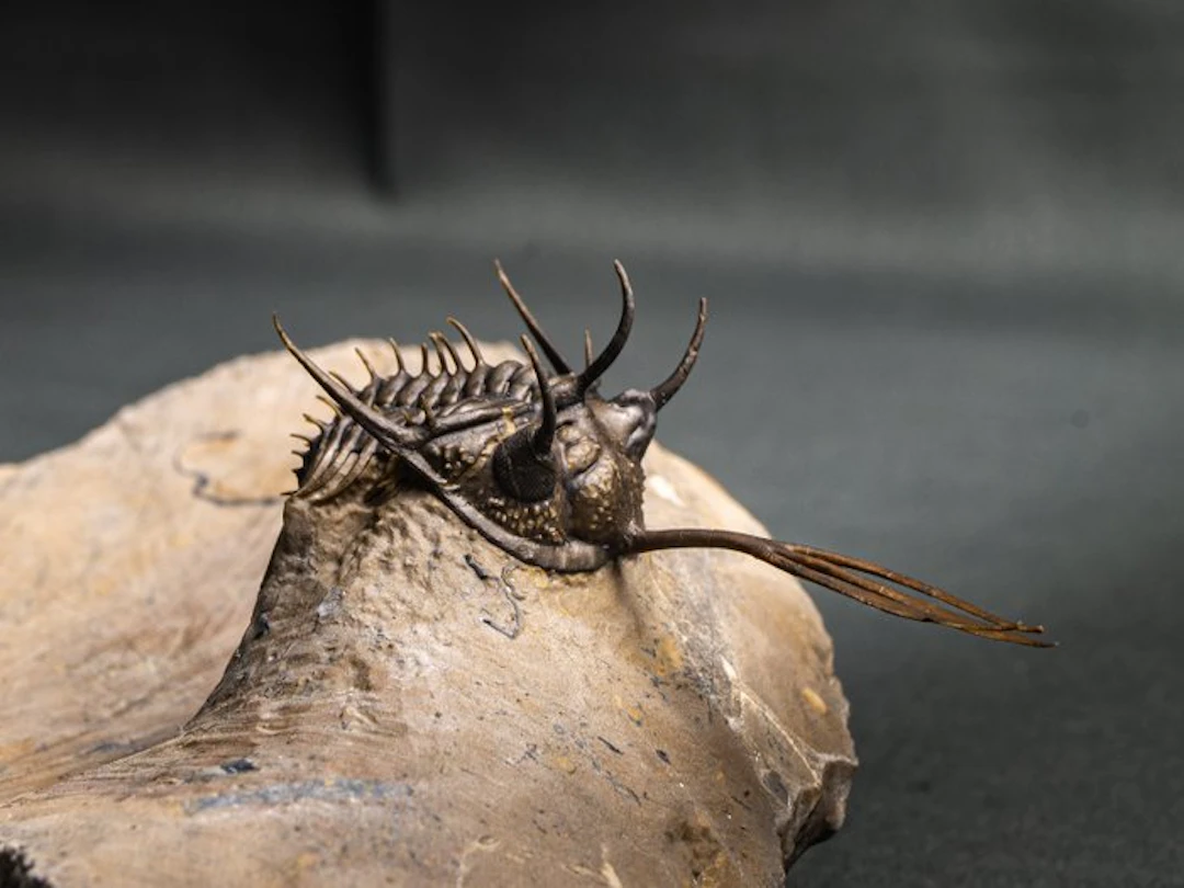 Spiny Trilobite - Fossilised animal - Walliserops trifurcatus calidad museo