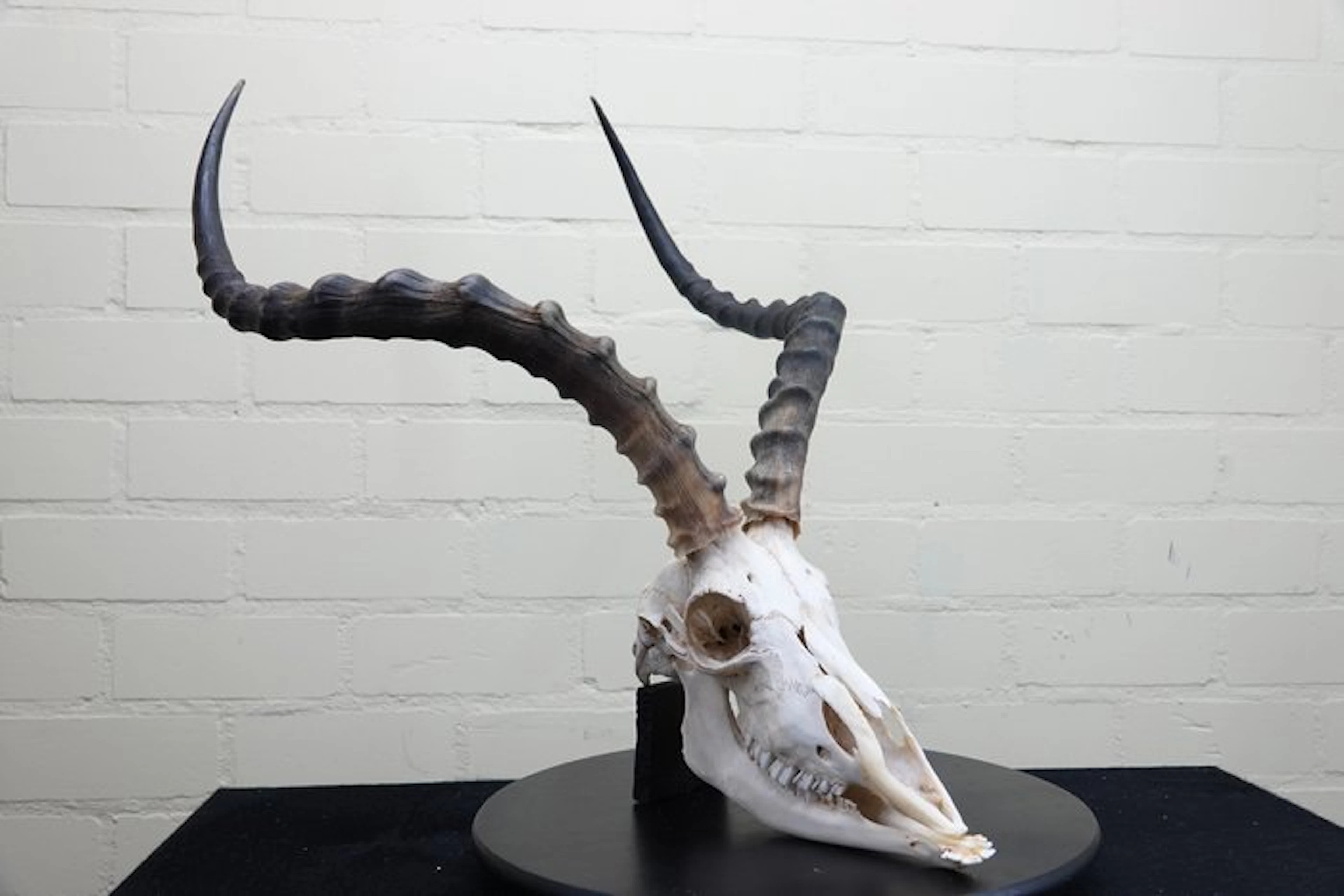 Large African Impala Skull - Aepyceros melampus - 0 cm...