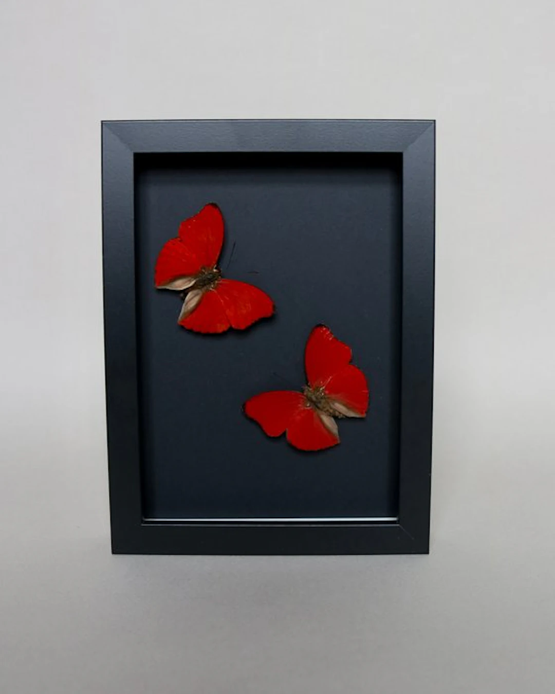 Butterfly Taxidermy full body mount - Cymothoe sangaris...