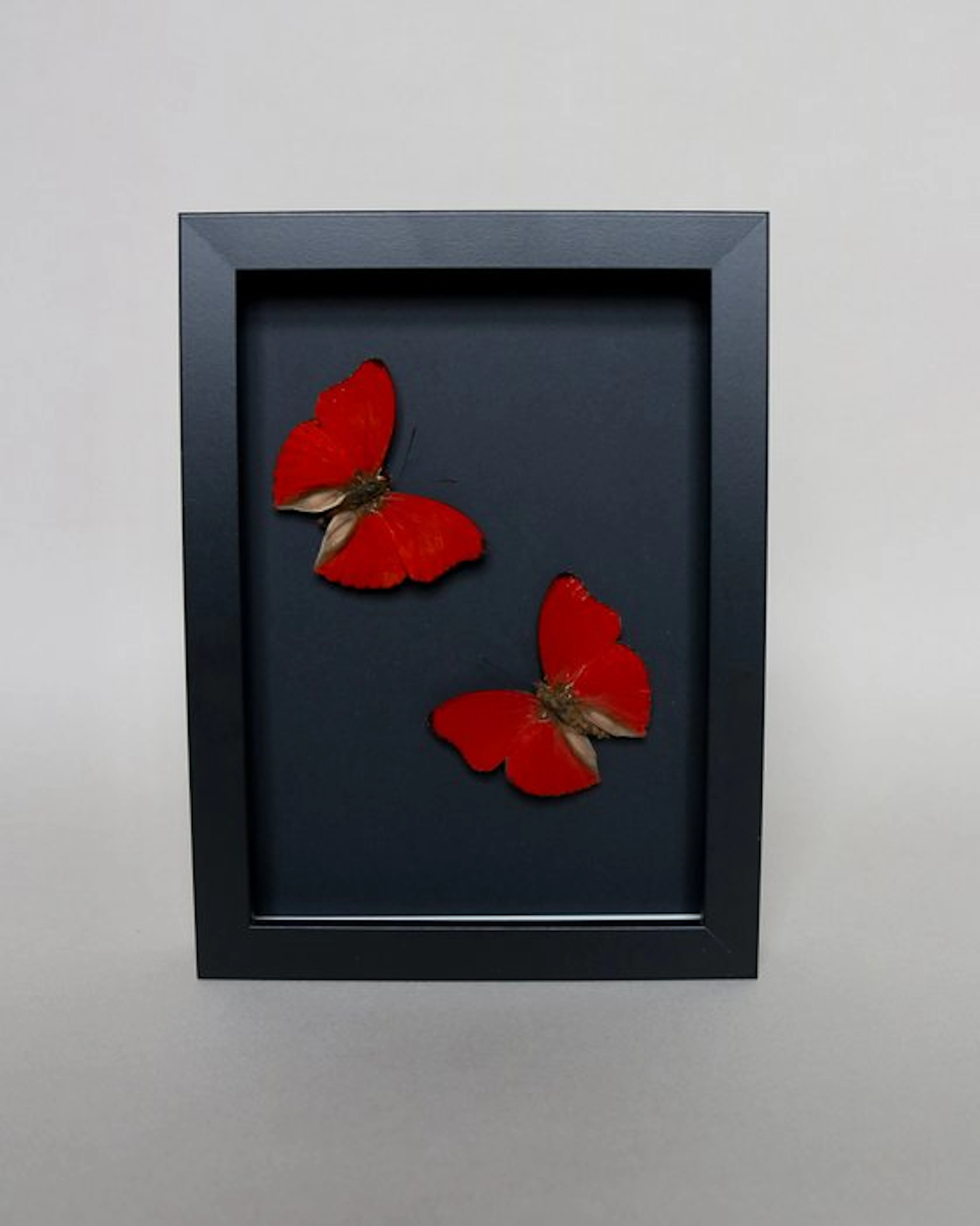 Butterfly Taxidermy full body mount - Cymothoe sangaris...