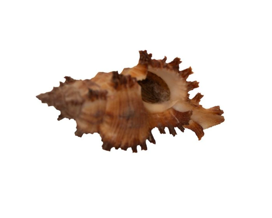 First-rate collector's item: Chicoreus torrefactus (Burnt...