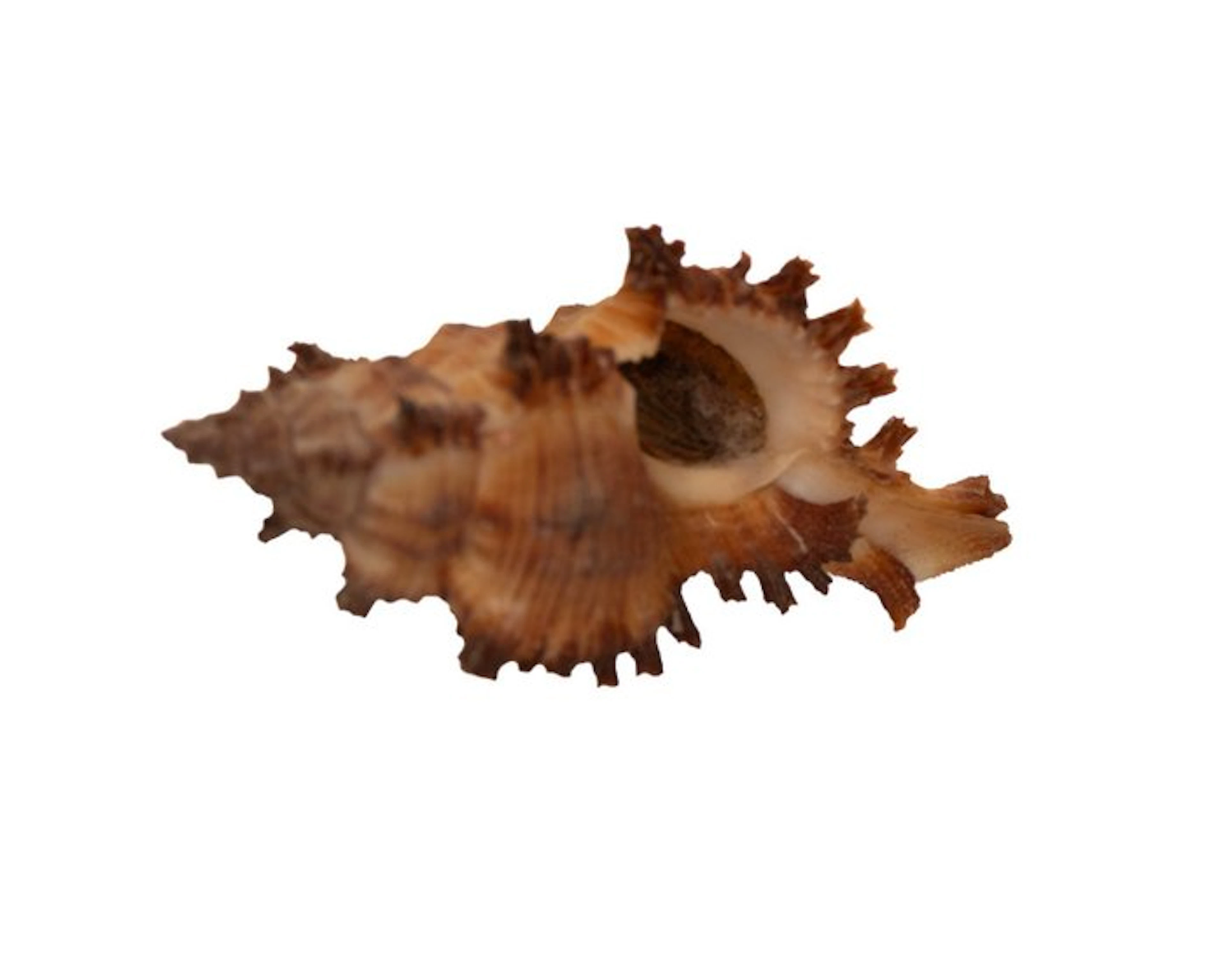 First-rate collector's item: Chicoreus torrefactus (Burnt...