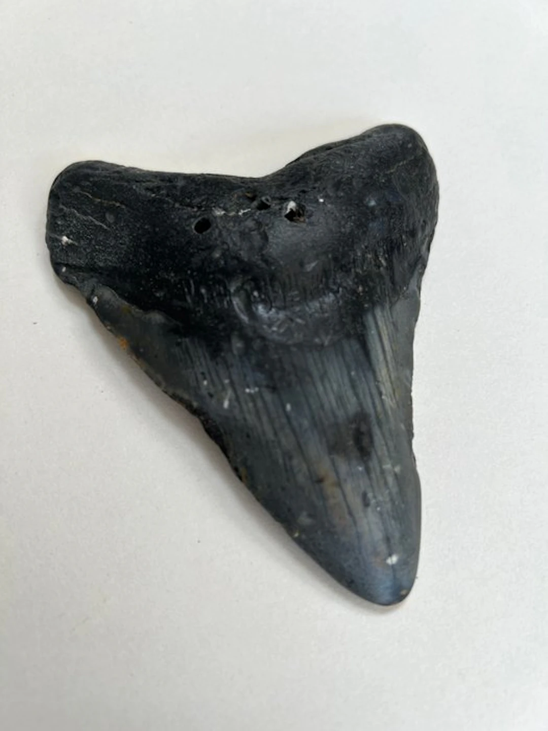 Megalodon - Fossil tooth - 120 mm - 94 mm