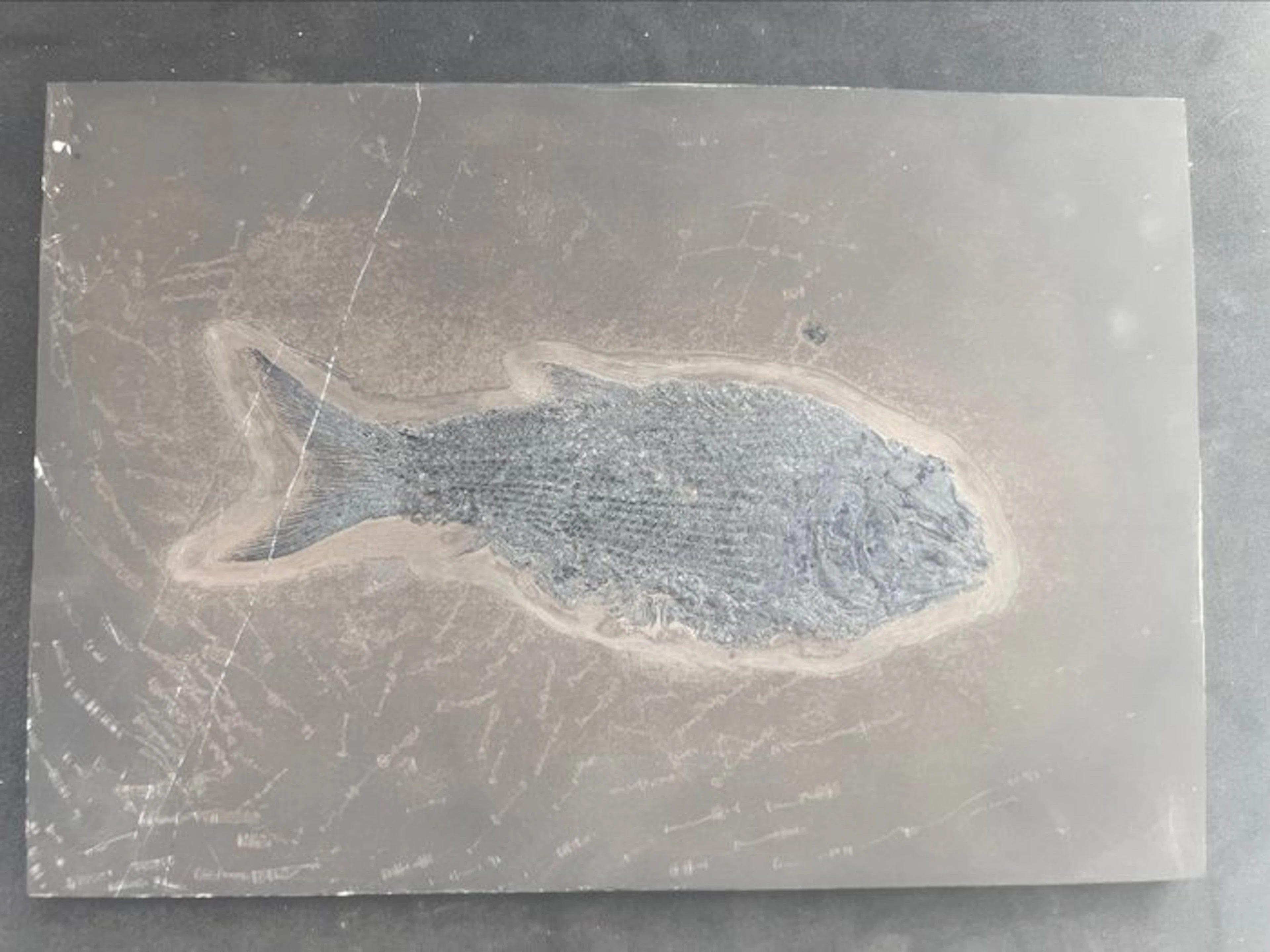 Fossilised animal - Asialepidotus shingyiensis - 27.7 cm - 19.2 cm