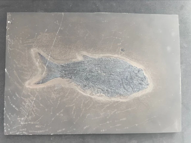 Fossilised animal - Asialepidotus shingyiensis - 27.7 cm - 19.2 cm