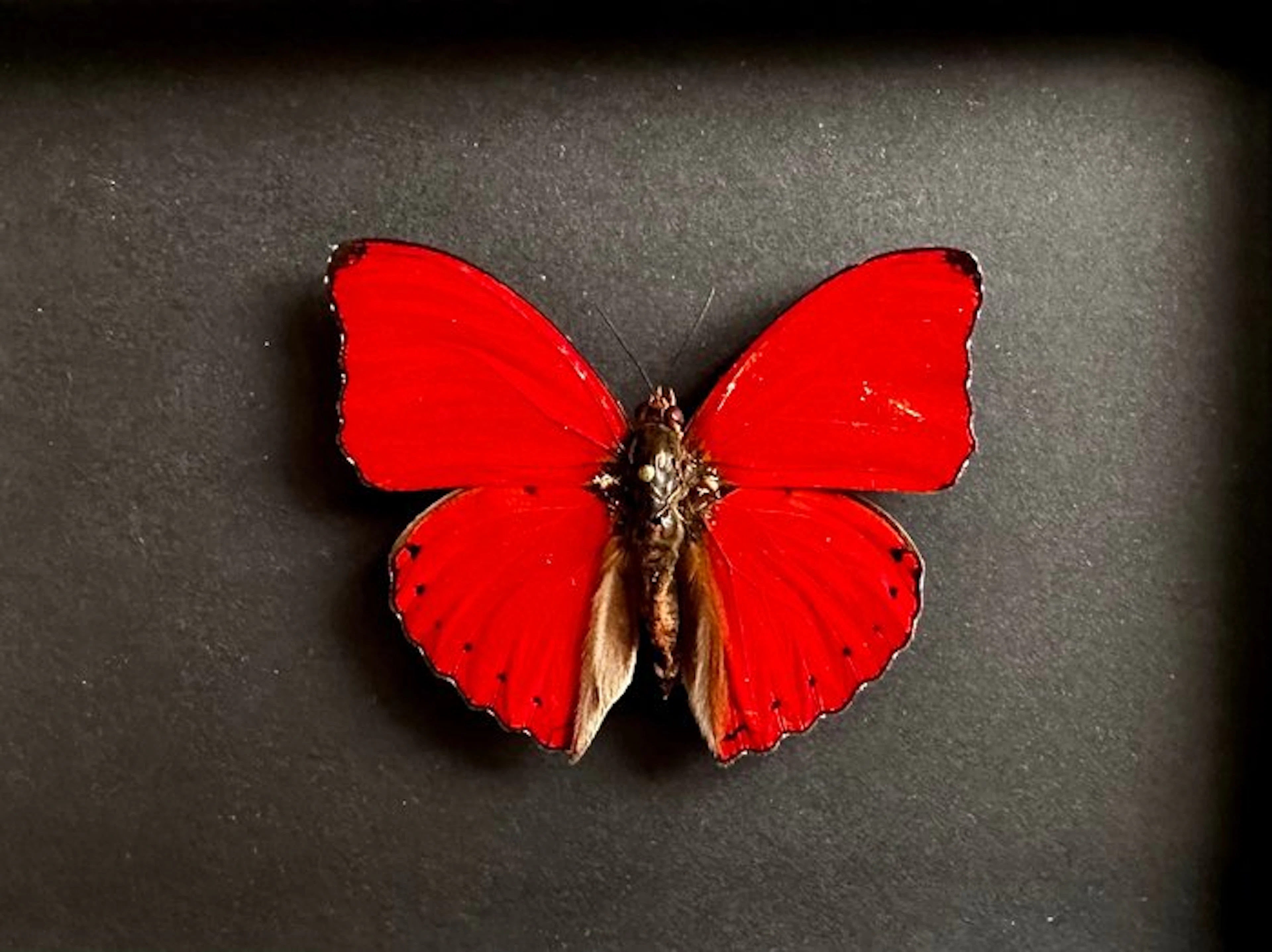 Butterfly Taxidermy full body mount - Cymothoe Sangaris...