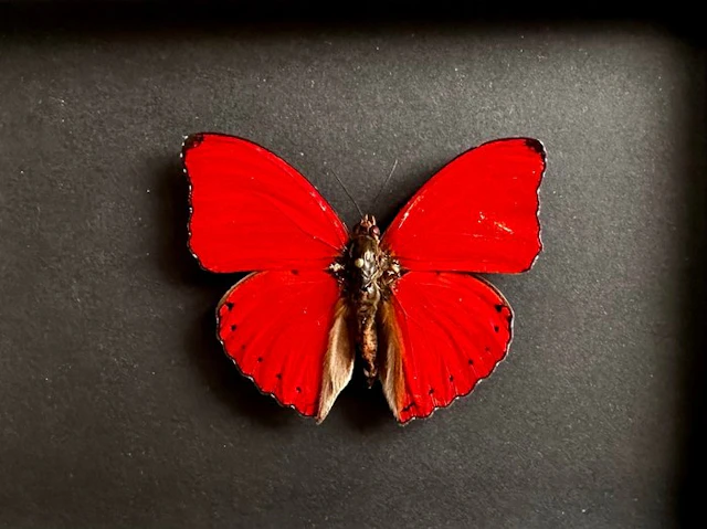 Butterfly Taxidermy full body mount - Cymothoe Sangaris...