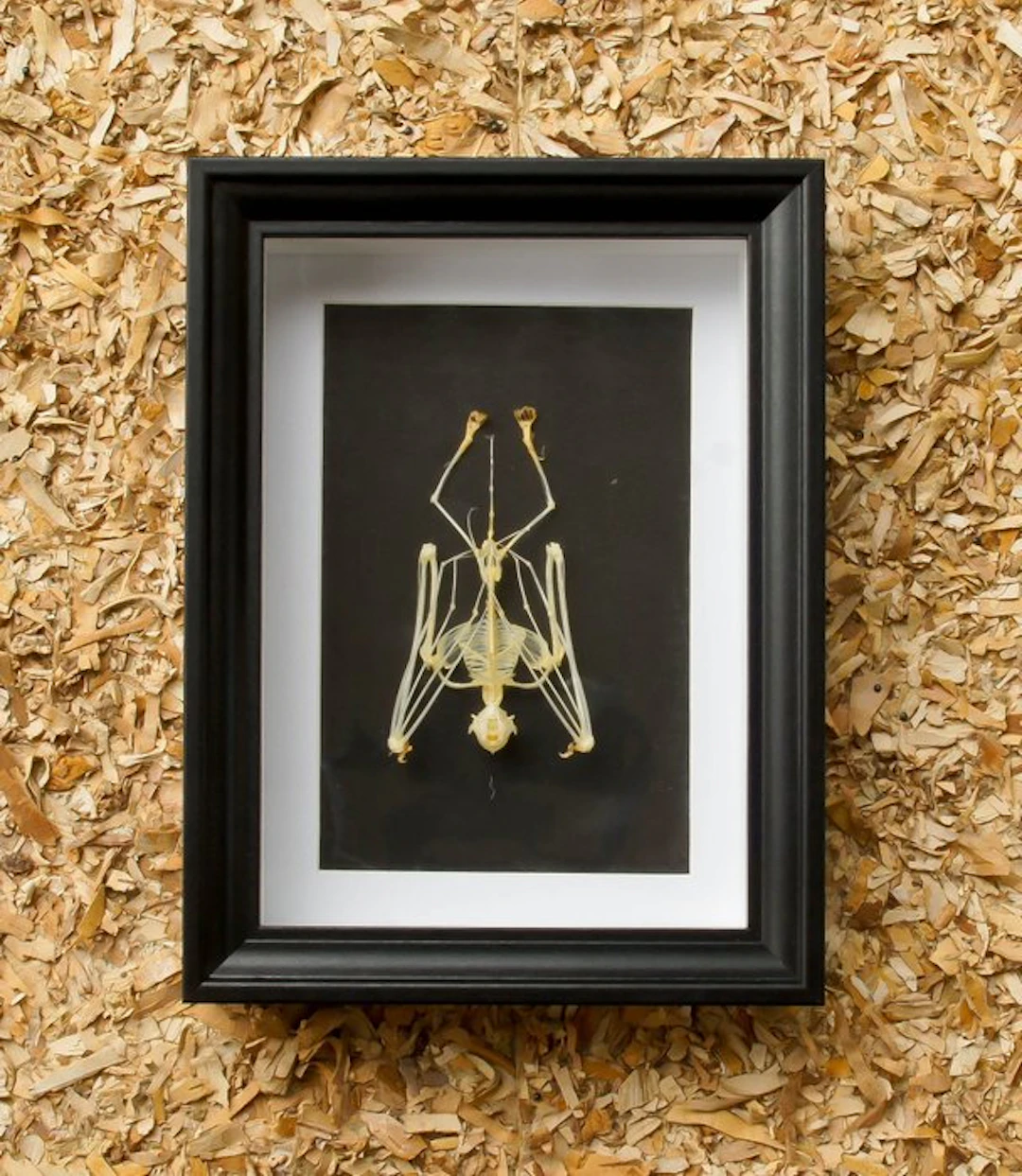 Skeleton bat Taxidermy full body mount - Skelet...