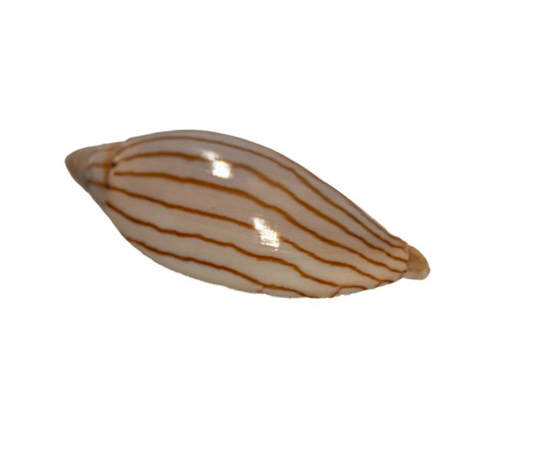 Jamrach's volute snail: Amoria jamrachi (56 mm) –...