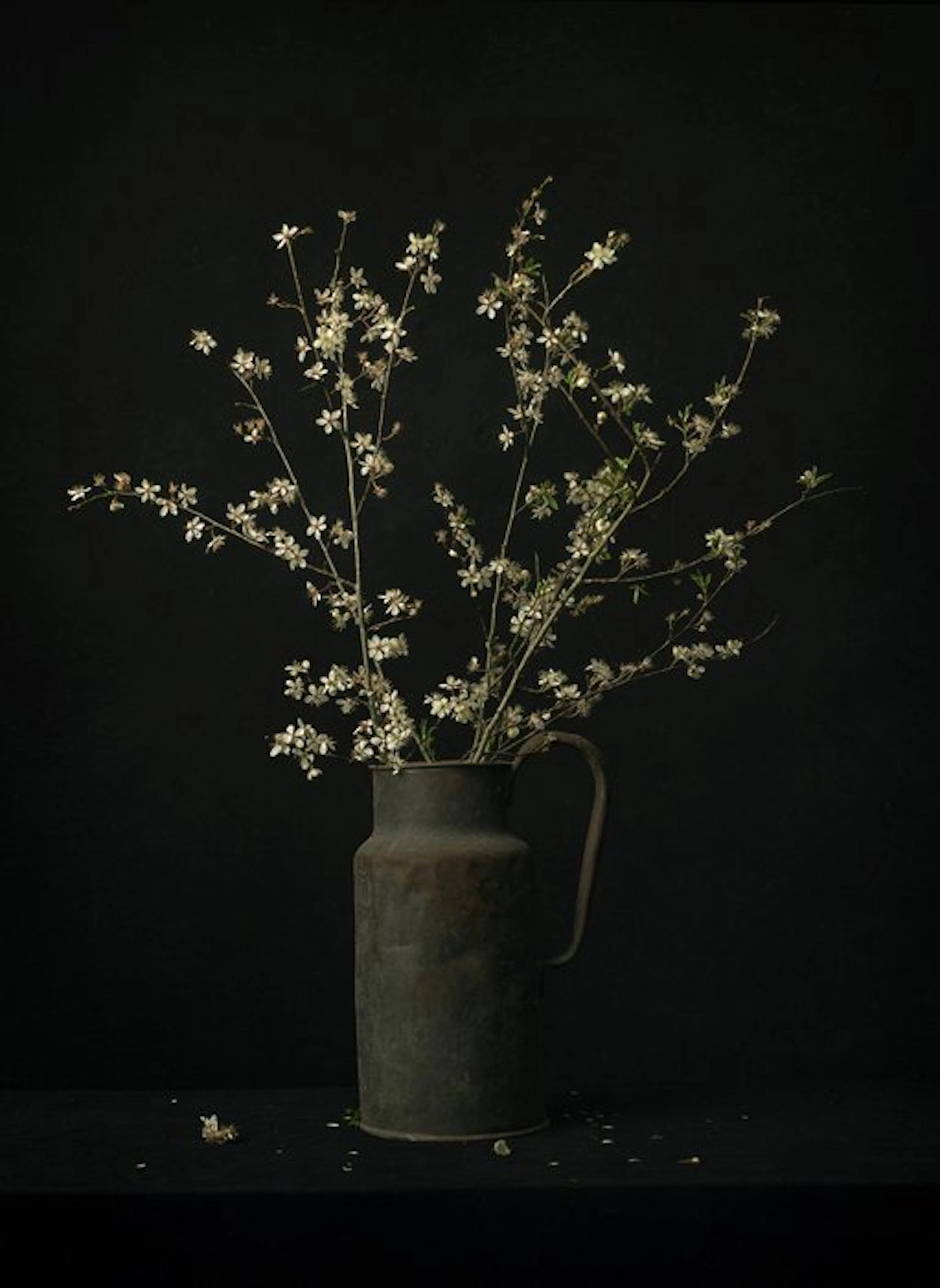 Tessa Posthuma de Boer - Blossom #4