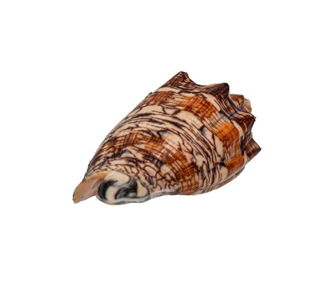 Exclusive collector's volute: Voluta ebraea (125 mm