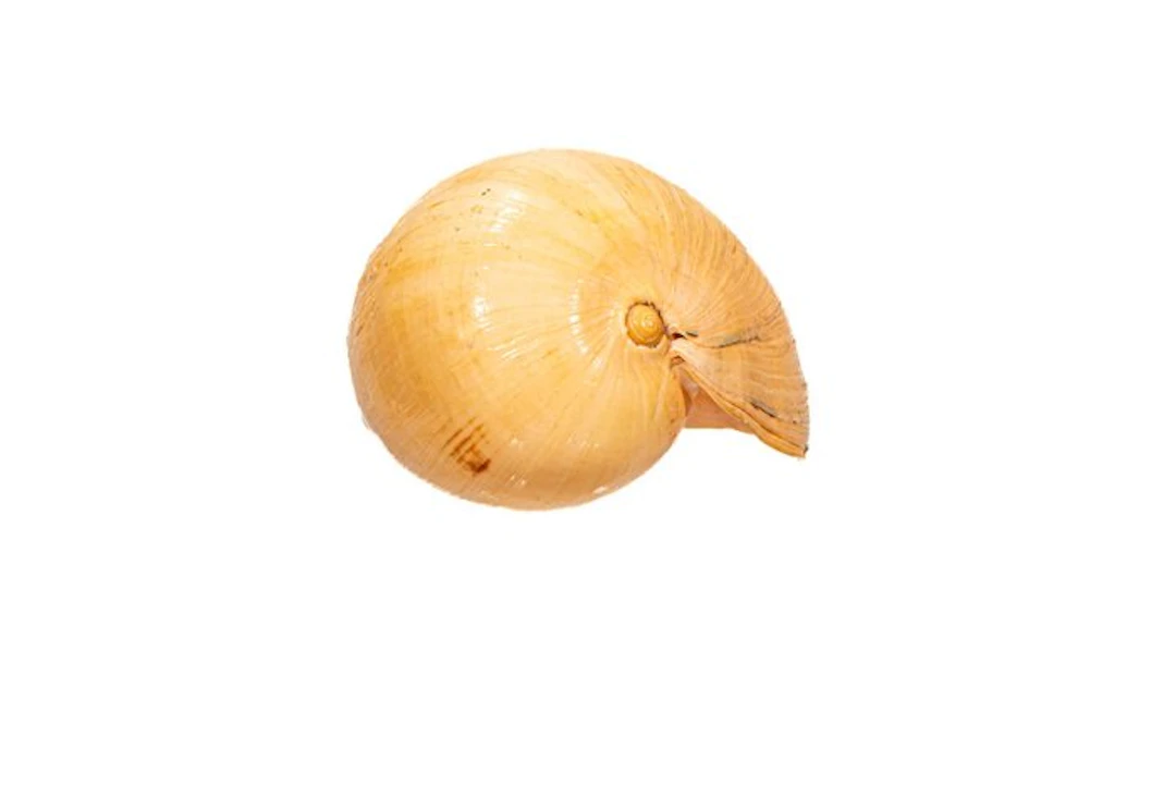 Melo melo - Giant Indian Volute / Bailer Shell...