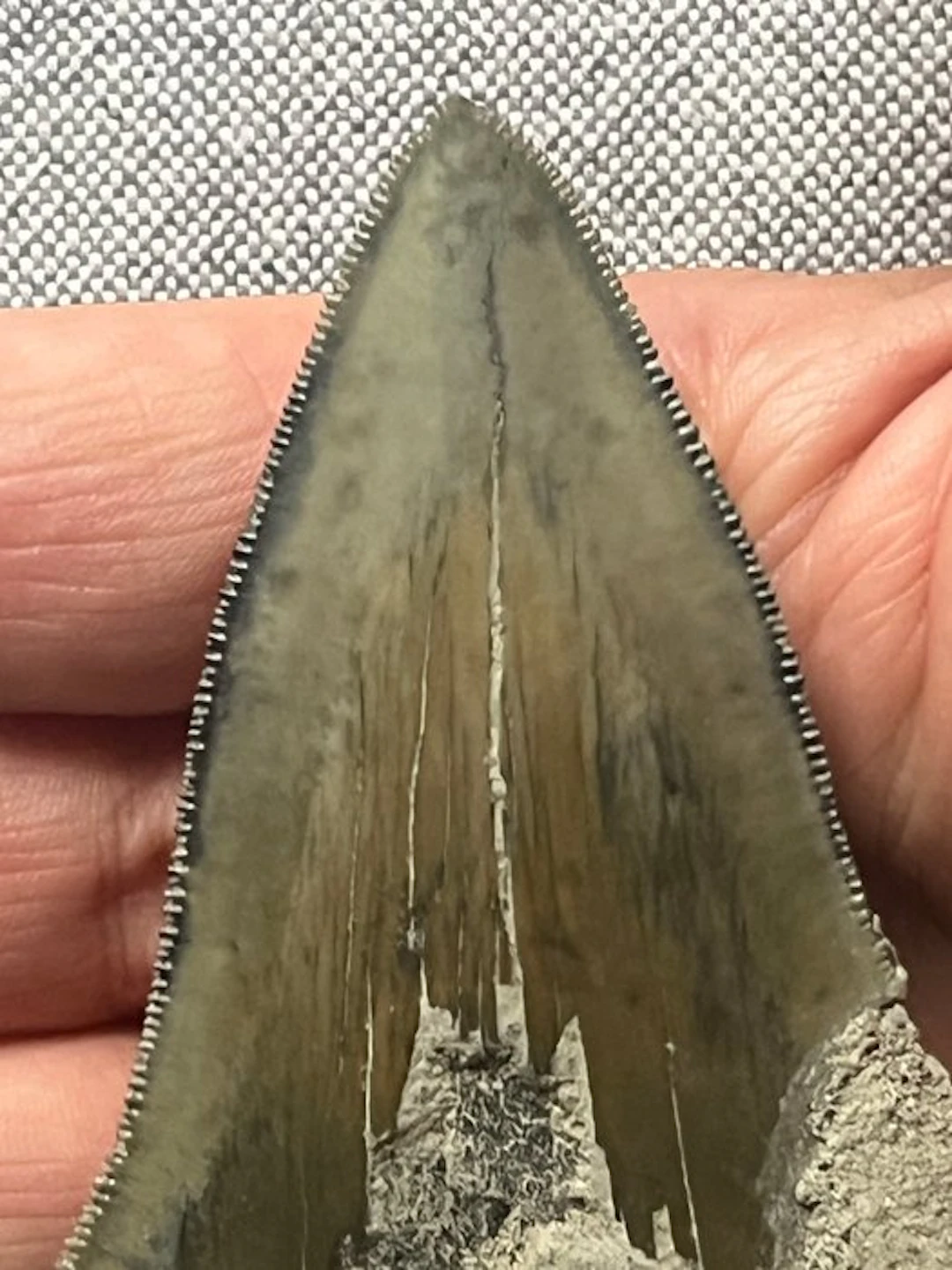 Megalodon tooth 10,3 cm - Fossil tooth - Carcharocles...
