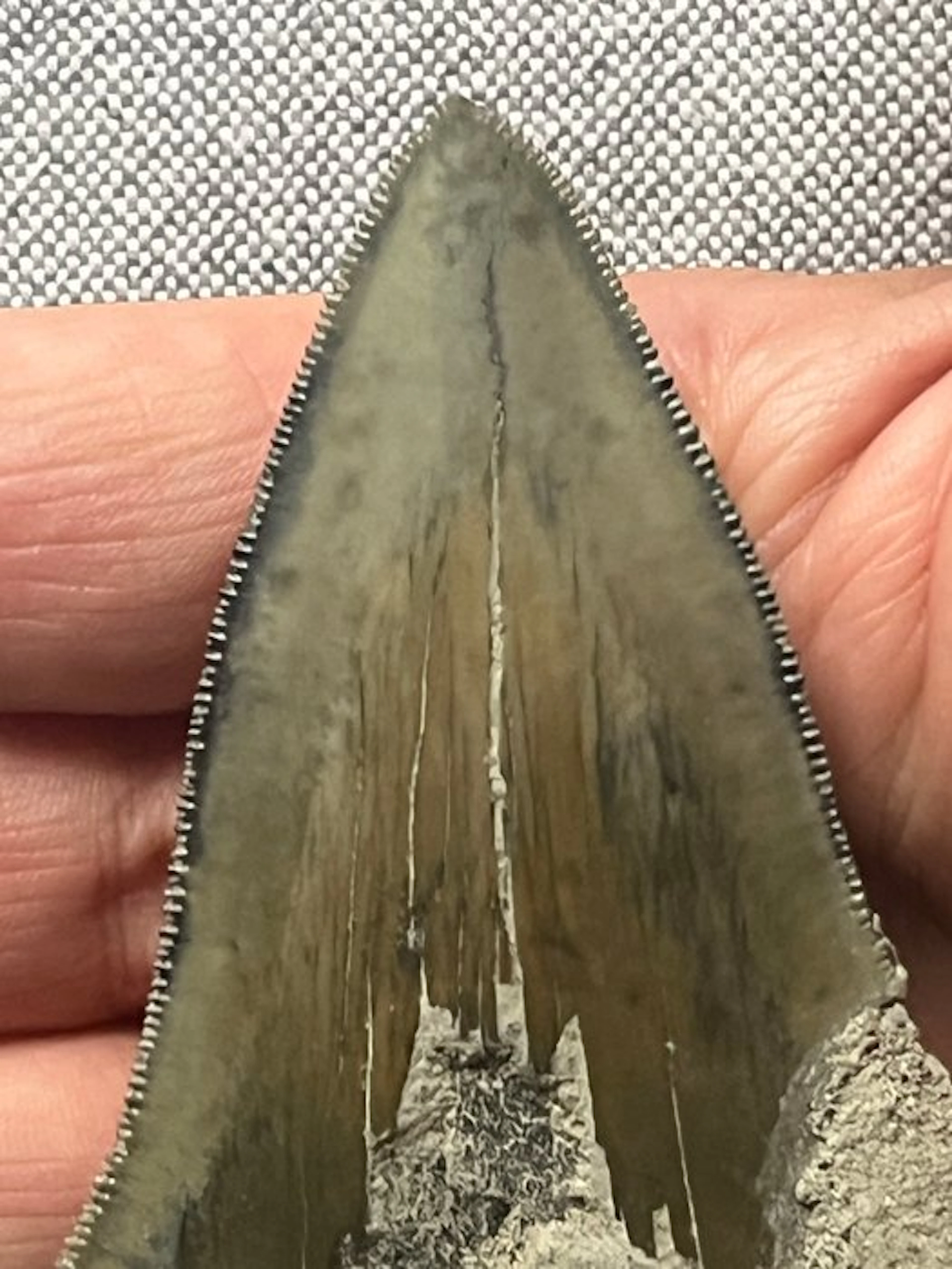 Megalodon tooth 10,3 cm - Fossil tooth - Carcharocles...