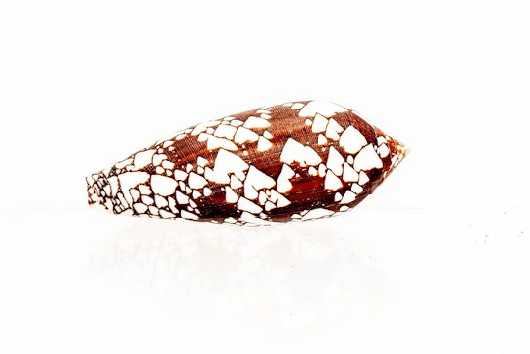 Hammer Musterung - pattern ┼ Quality Fine+++ ┼ Taxidermy...