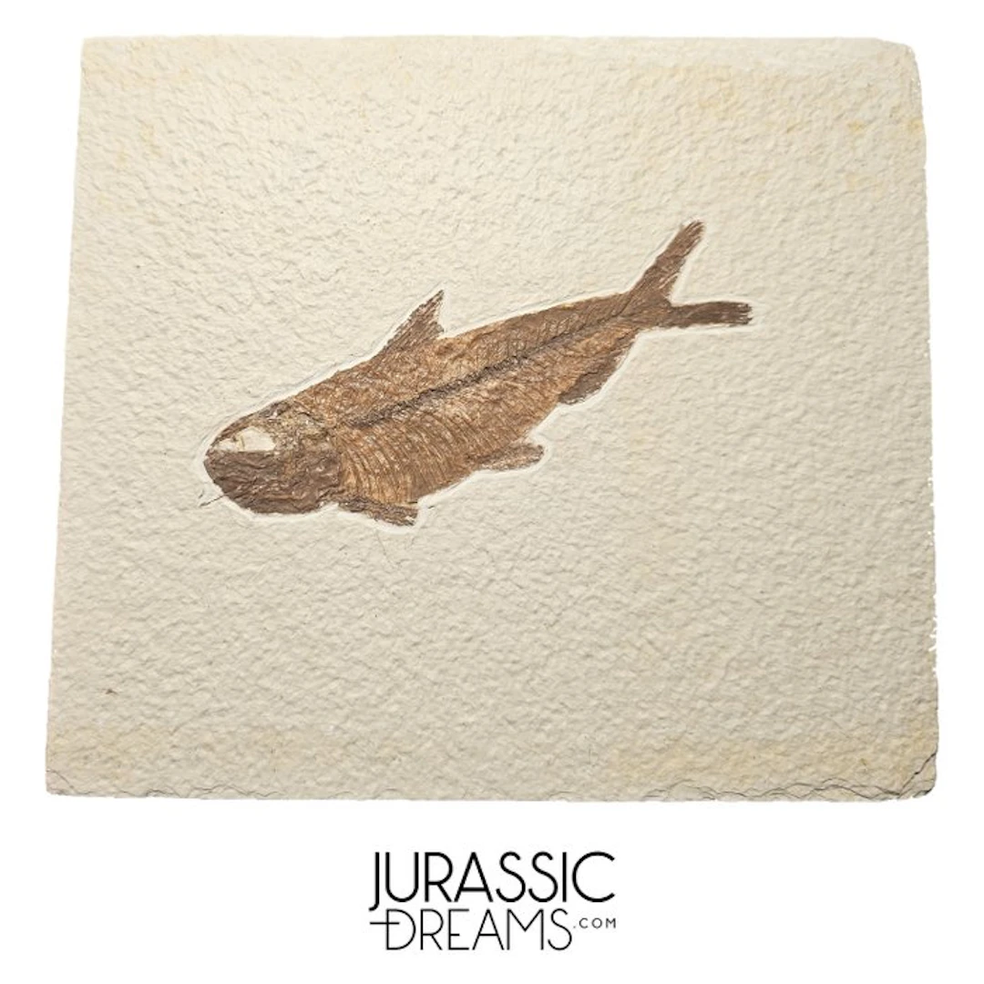 Aesthetic Large "Knightia eocaena" Fossil Fish - Eocene...