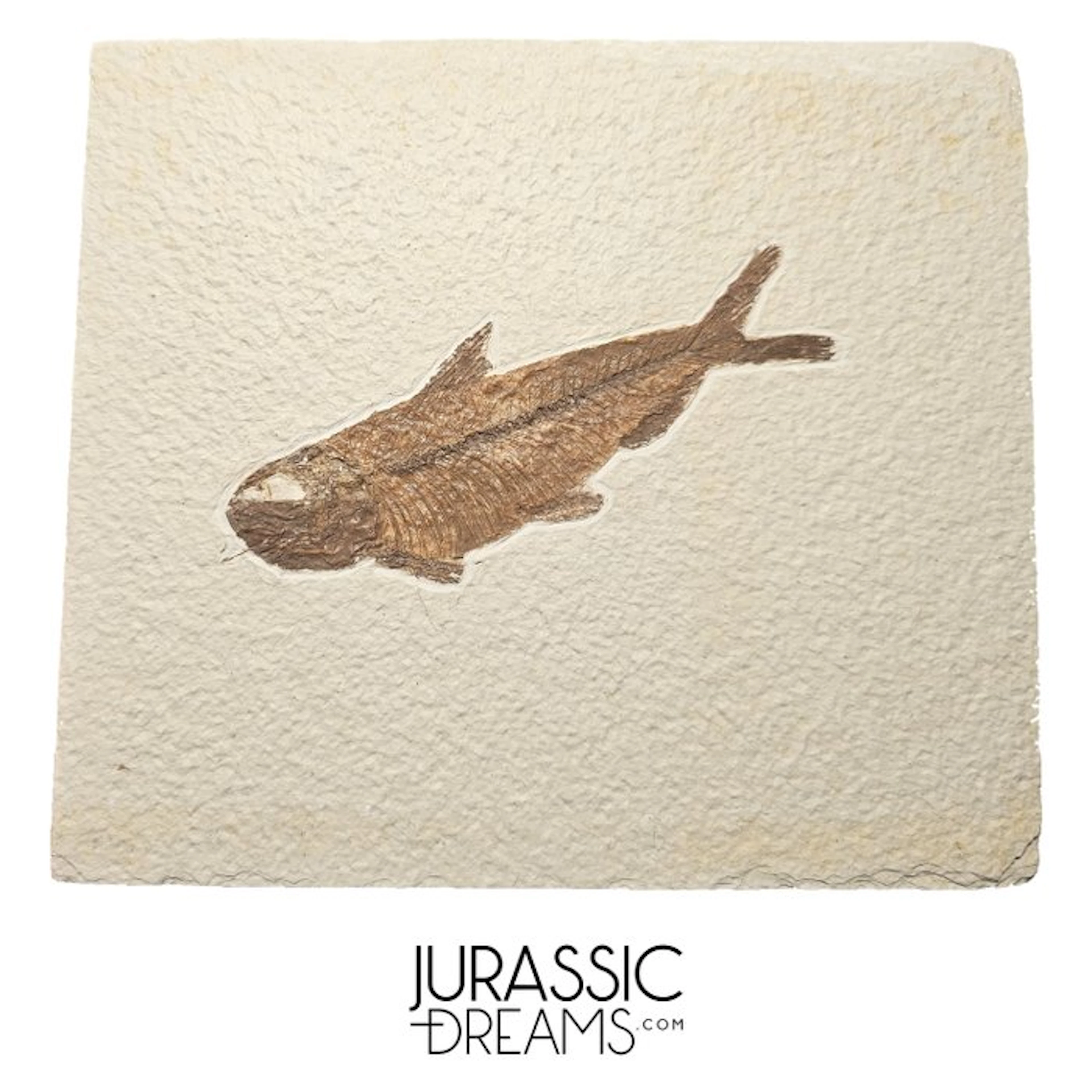 Aesthetic Large "Knightia eocaena" Fossil Fish - Eocene...