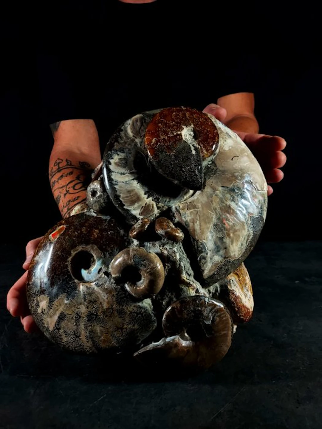 Impressive block of fossil cephalopods