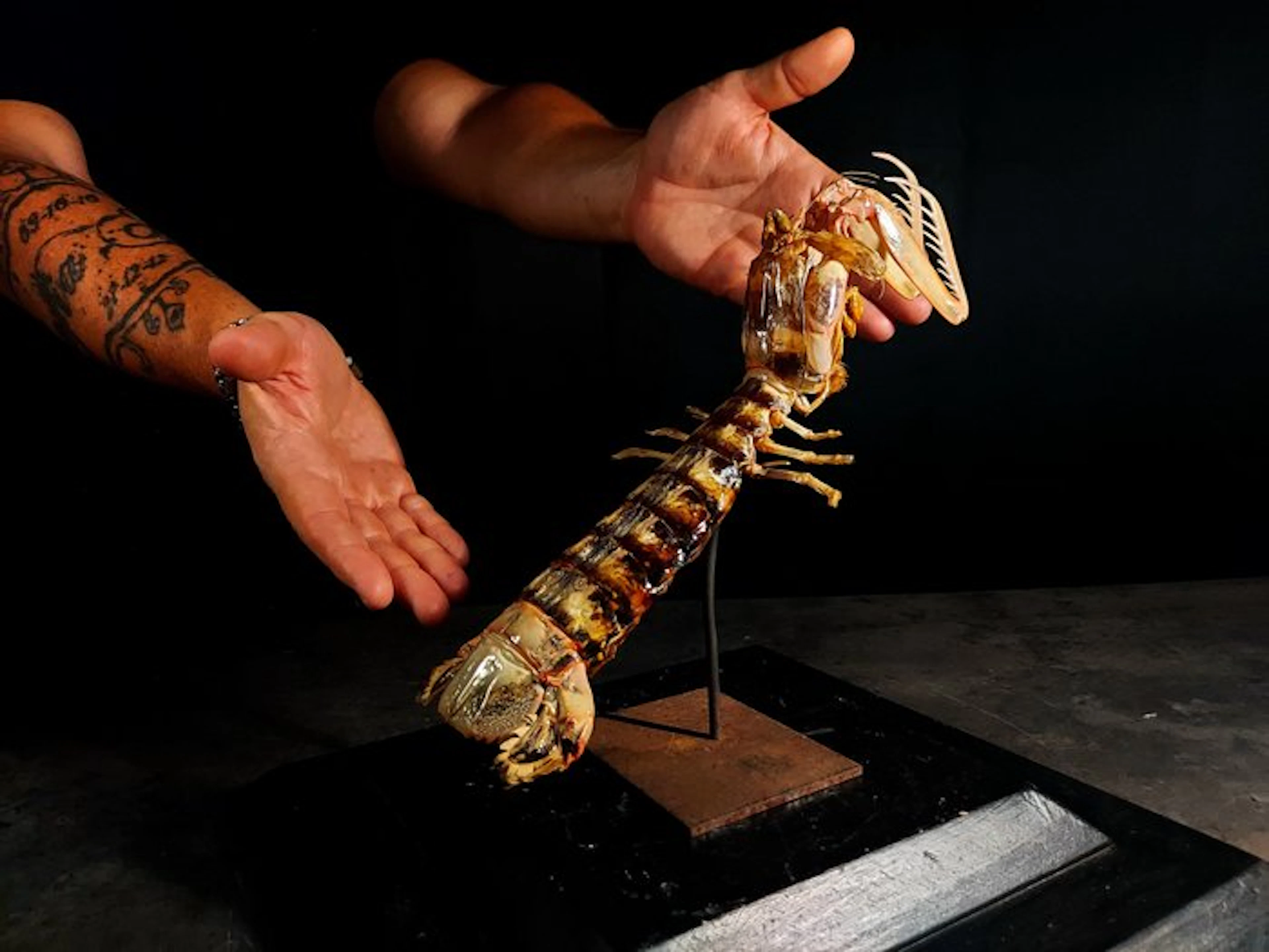 mantis shrimp Taxidermy full body mount - Squilla mantis...