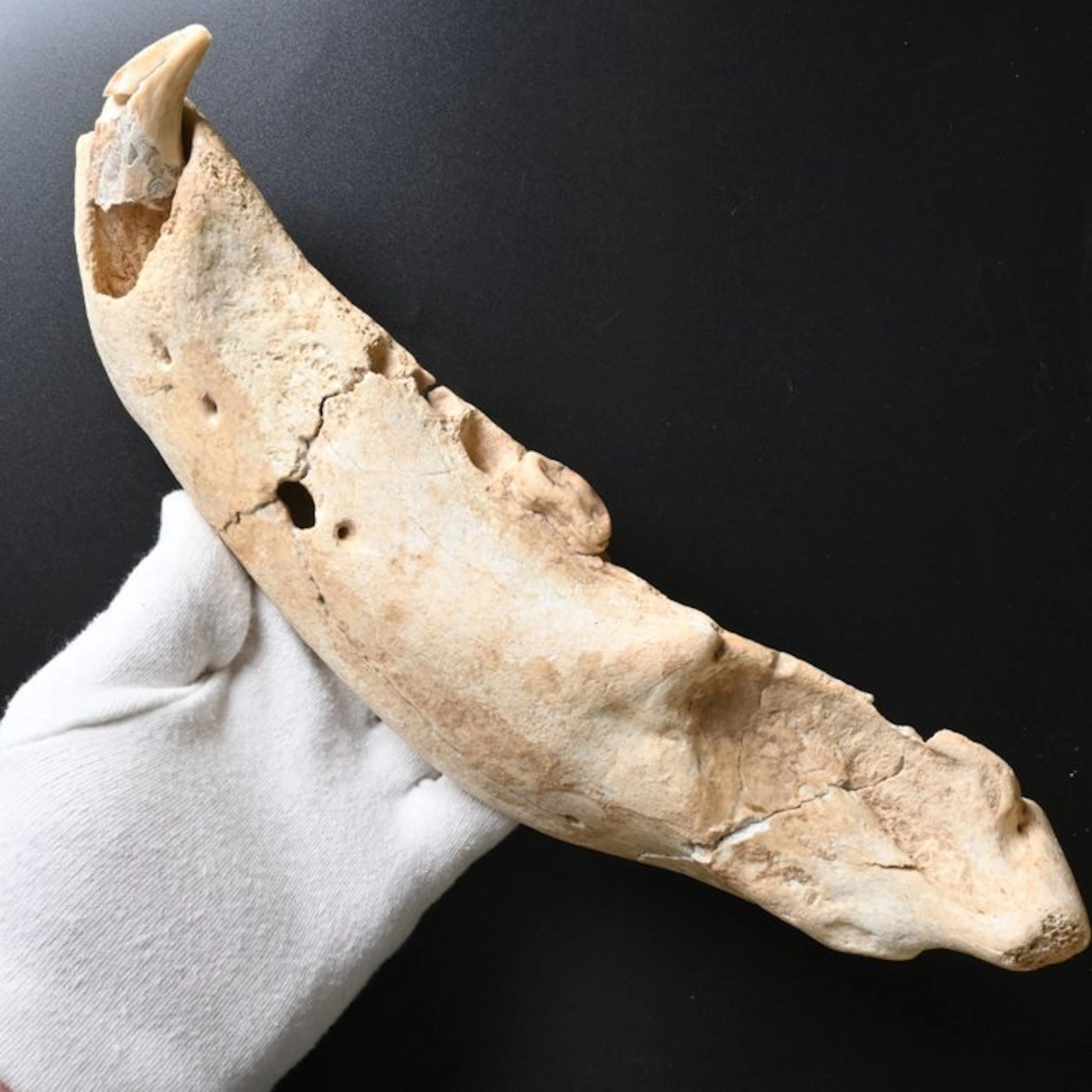 Cave Bear - Fossil skull - Ursus spelaeus - 28 cm - 2 cm (No reserve price)