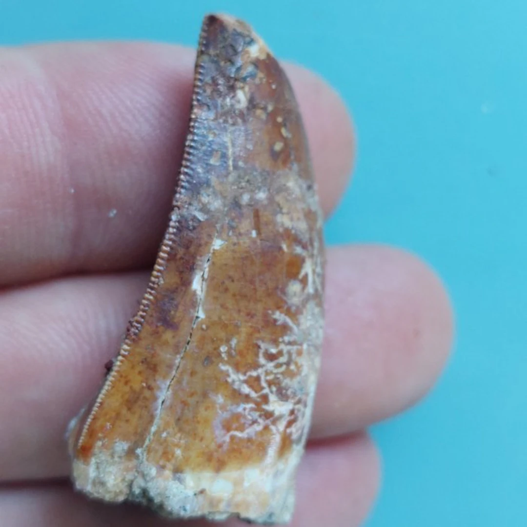 Dinosaur - Fossil tooth - Carcharodontosaurus sp. - 42 mm - 20 mm