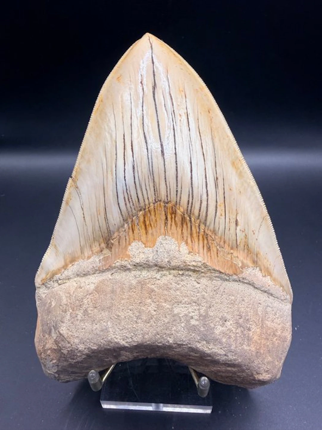 Megalodon - Fossil skeleton - Carcharocles megalodon - 15.13 cm
