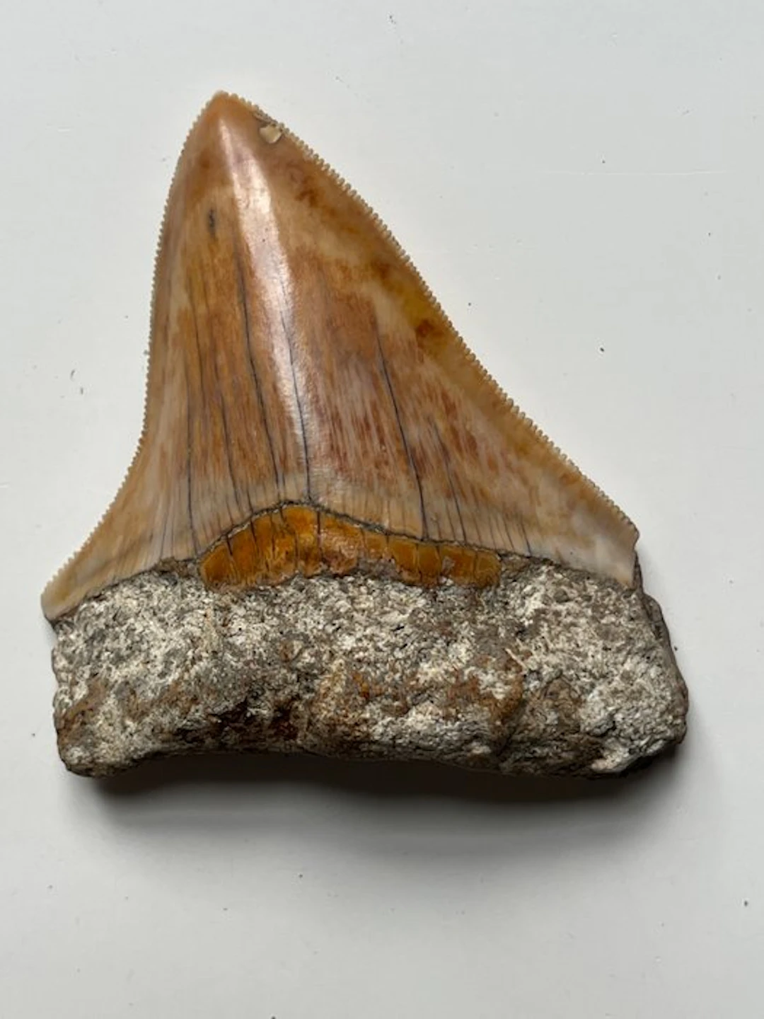 Megalodon tooth 7,0 cm - Fossil tooth - Carcharocles...
