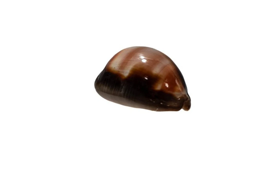 Cypraea ventriculus (belly cowrie) – Exquisite...