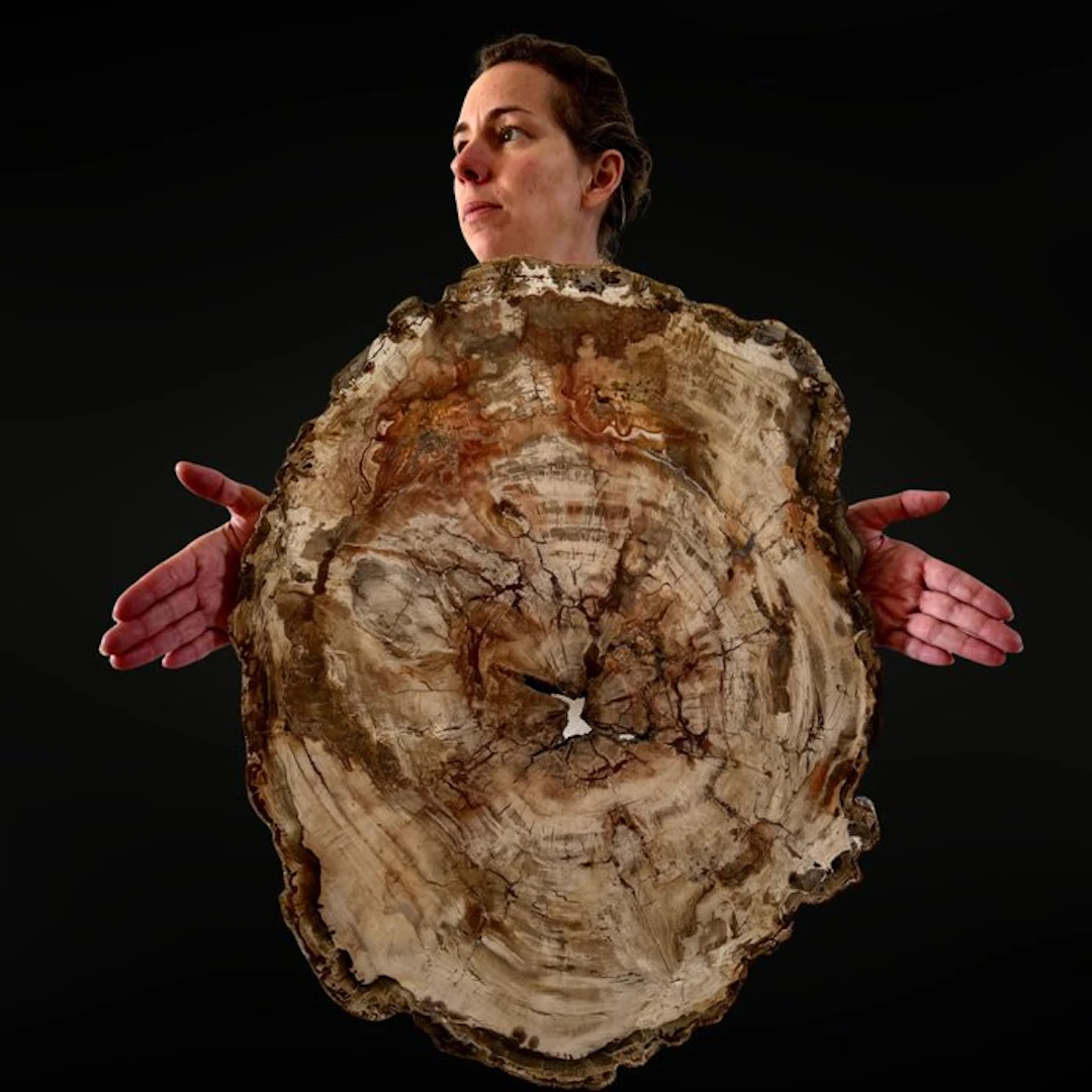 Madagascar XXL Fossilized Wood Slab Slice - Height: 540...