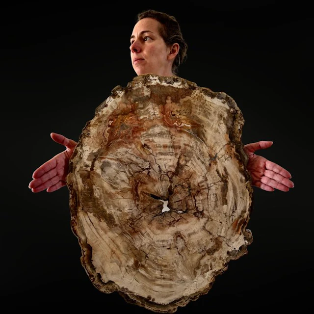 Madagascar XXL Fossilized Wood Slab Slice - Height: 540...