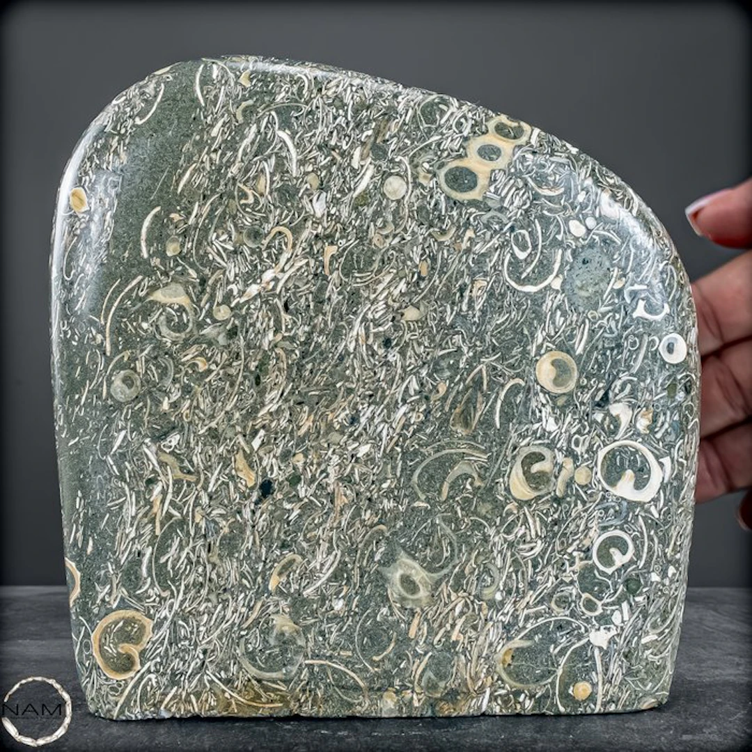 Natural freeform from Turritella agate / fossil snail...