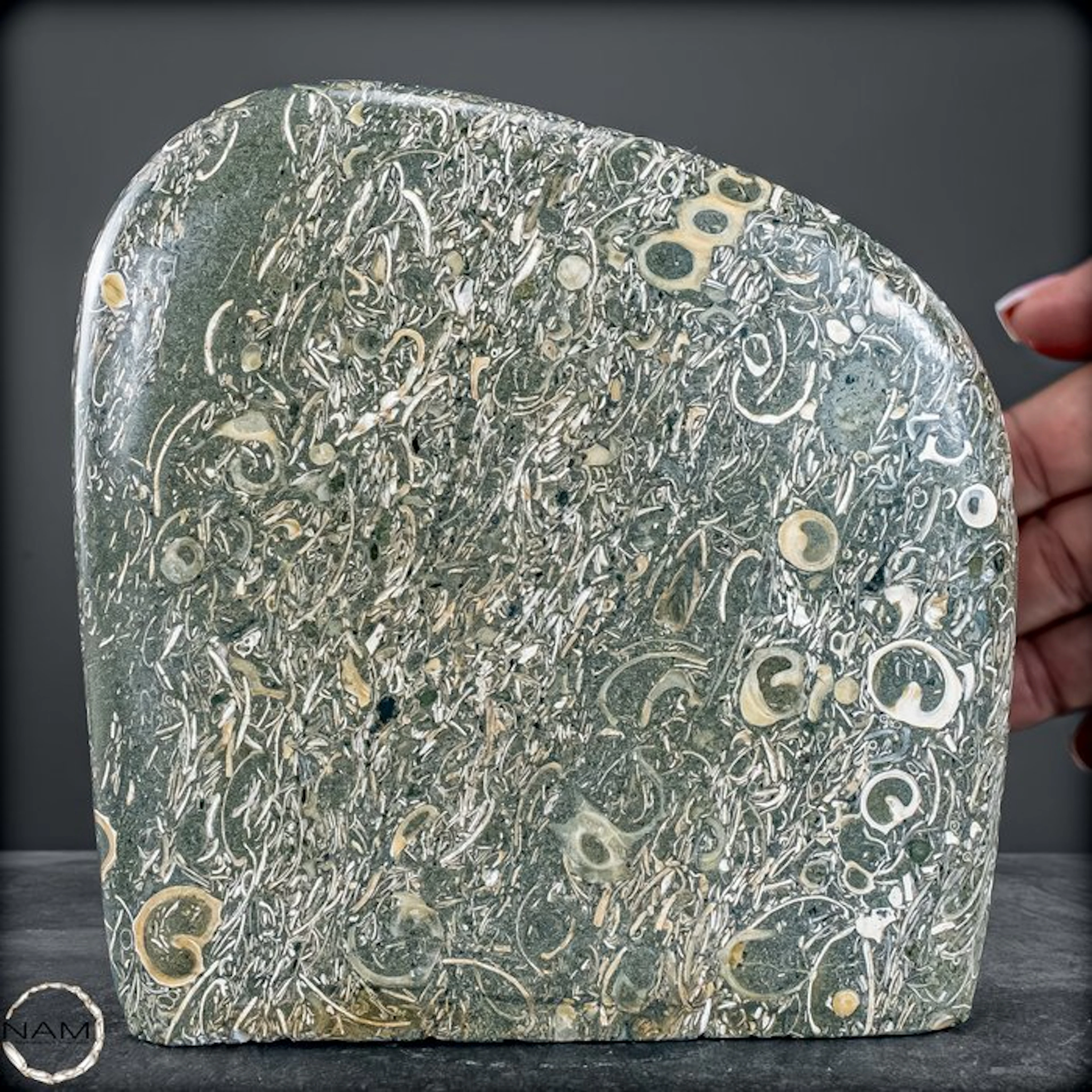 Natural freeform from Turritella agate / fossil snail...