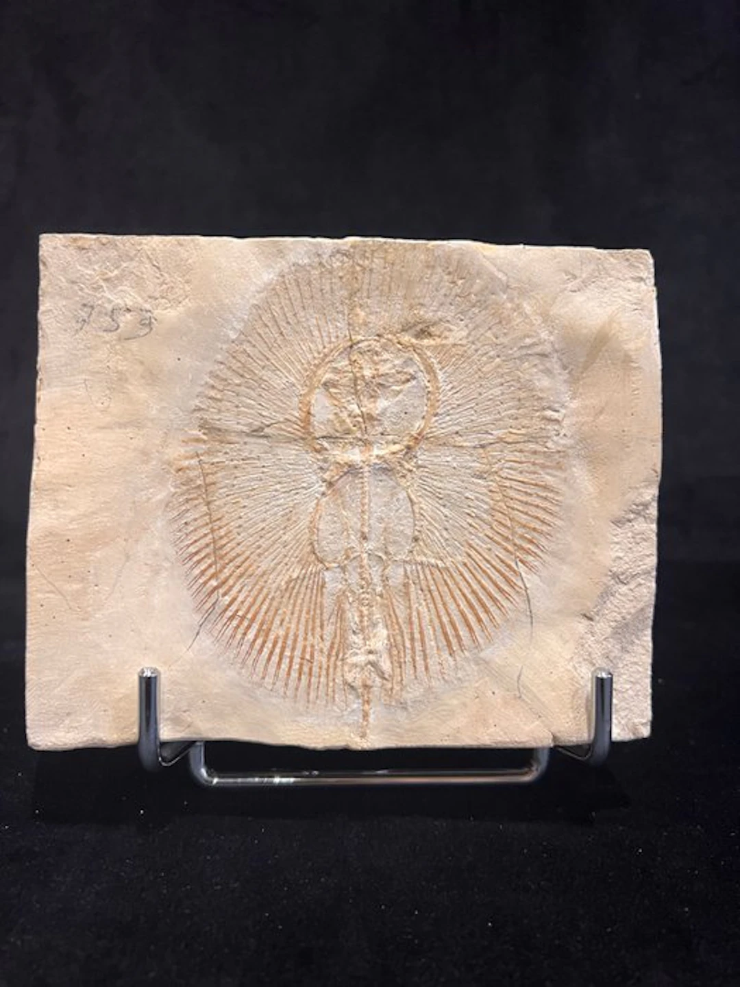Fish - Fossil skeleton - Cyclobatis - 12.5 cm - 15 cm