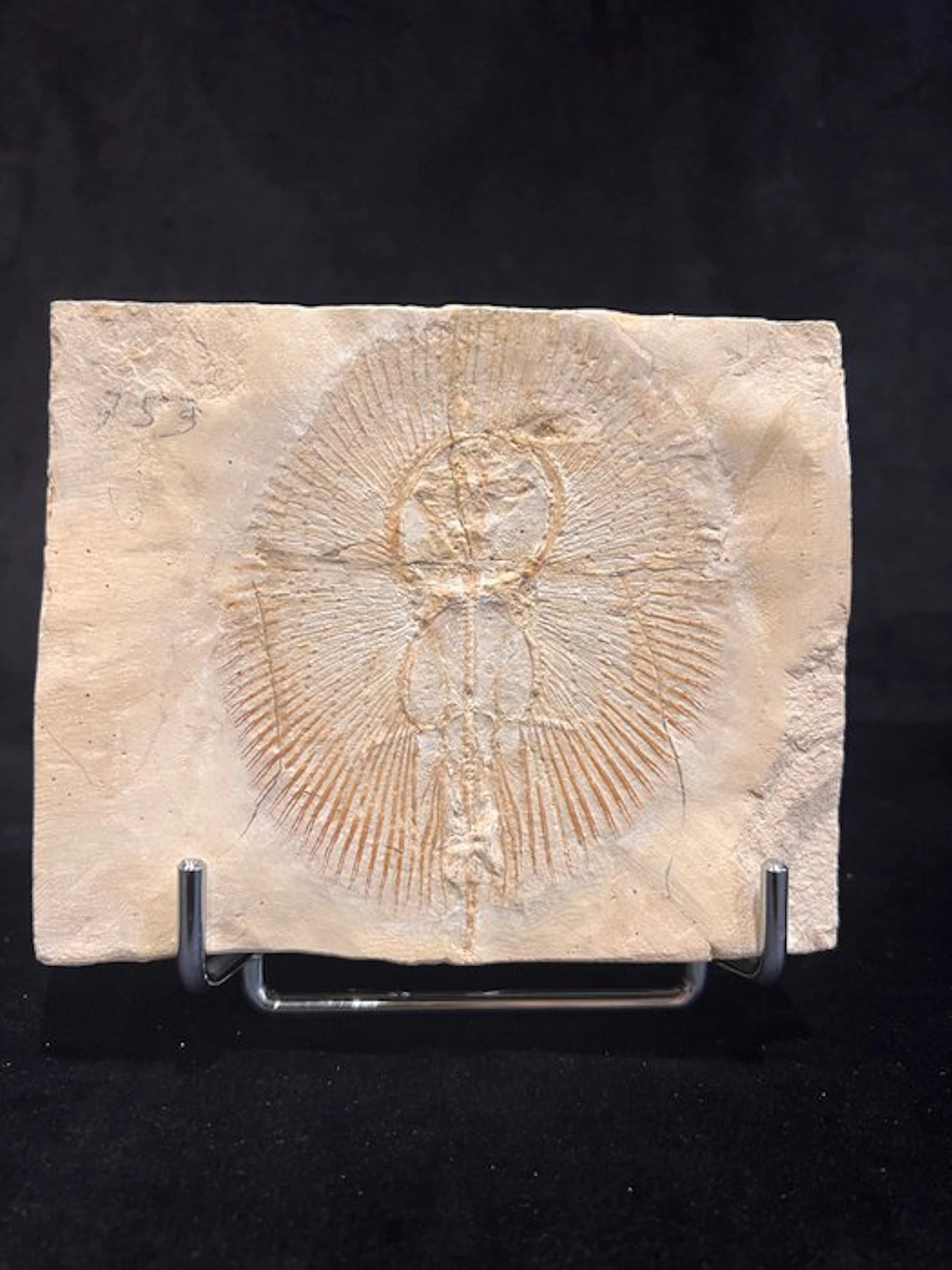 Fish - Fossil skeleton - Cyclobatis - 12.5 cm - 15 cm